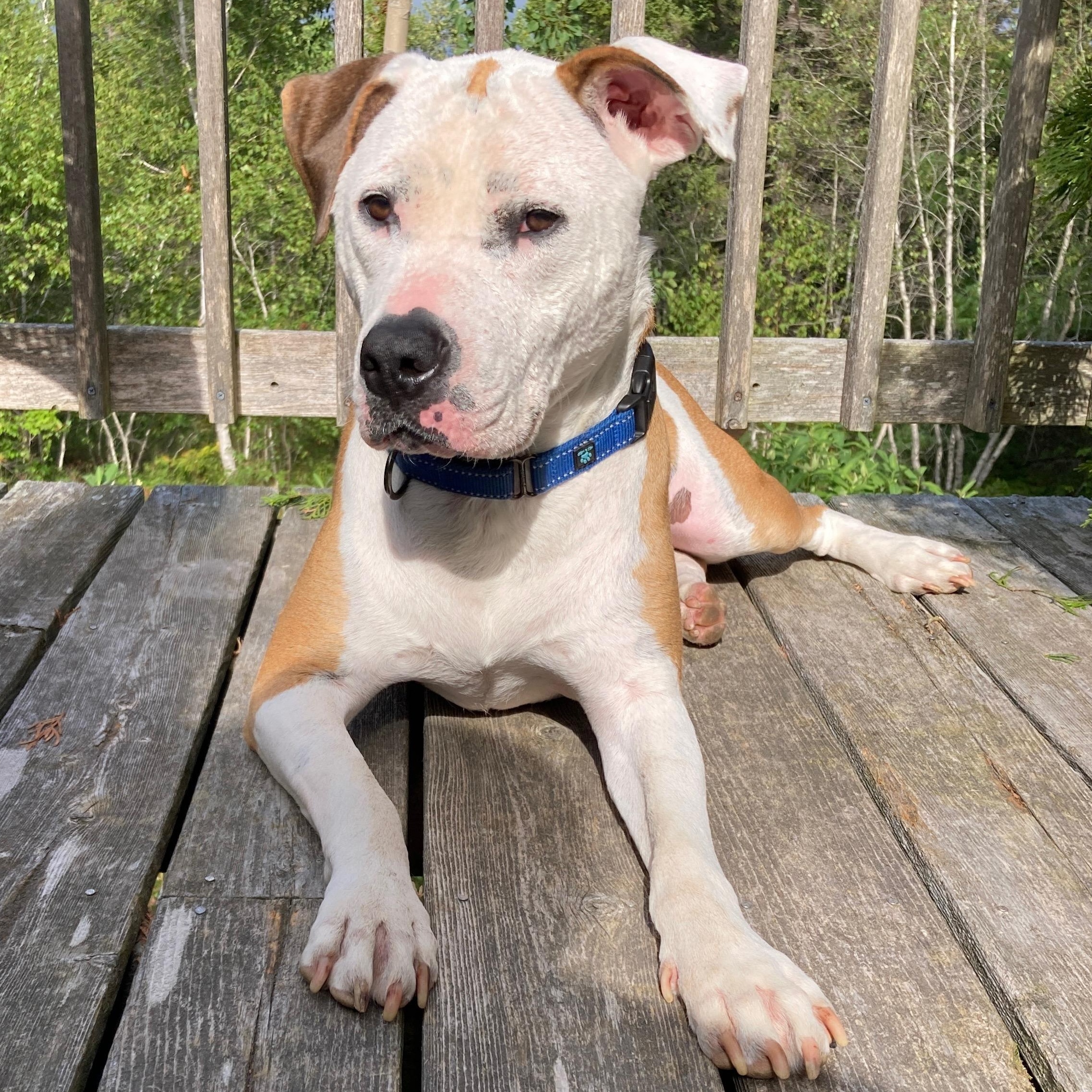 Enlarge Benny is in Maine (fka Beignet), a Adoptable mixed breed in Bar Harbor, ME image 1/6