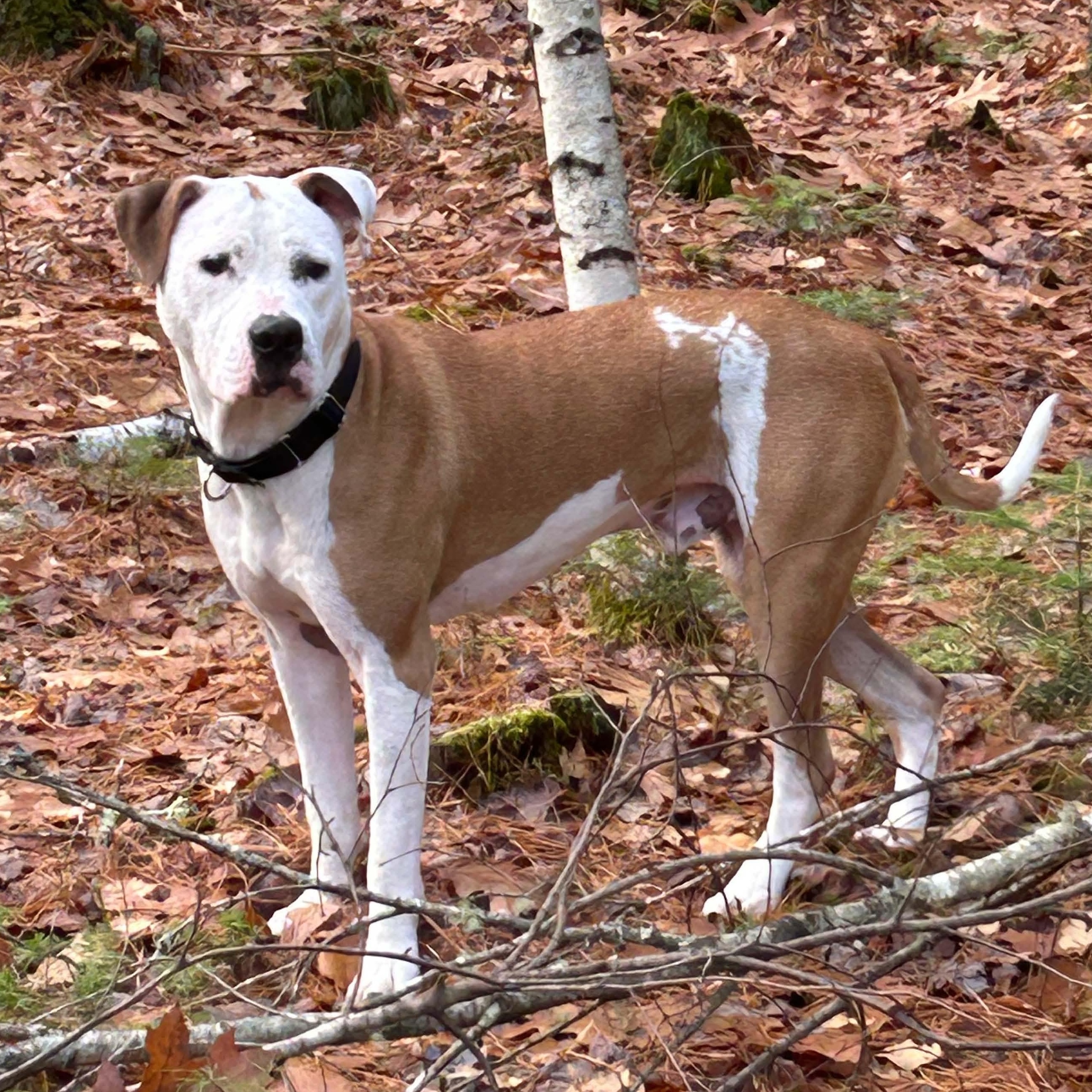 Enlarge Beignet "Benny" is in Maine, a Adoptable mixed breed in Topsham, ME image 1/6
