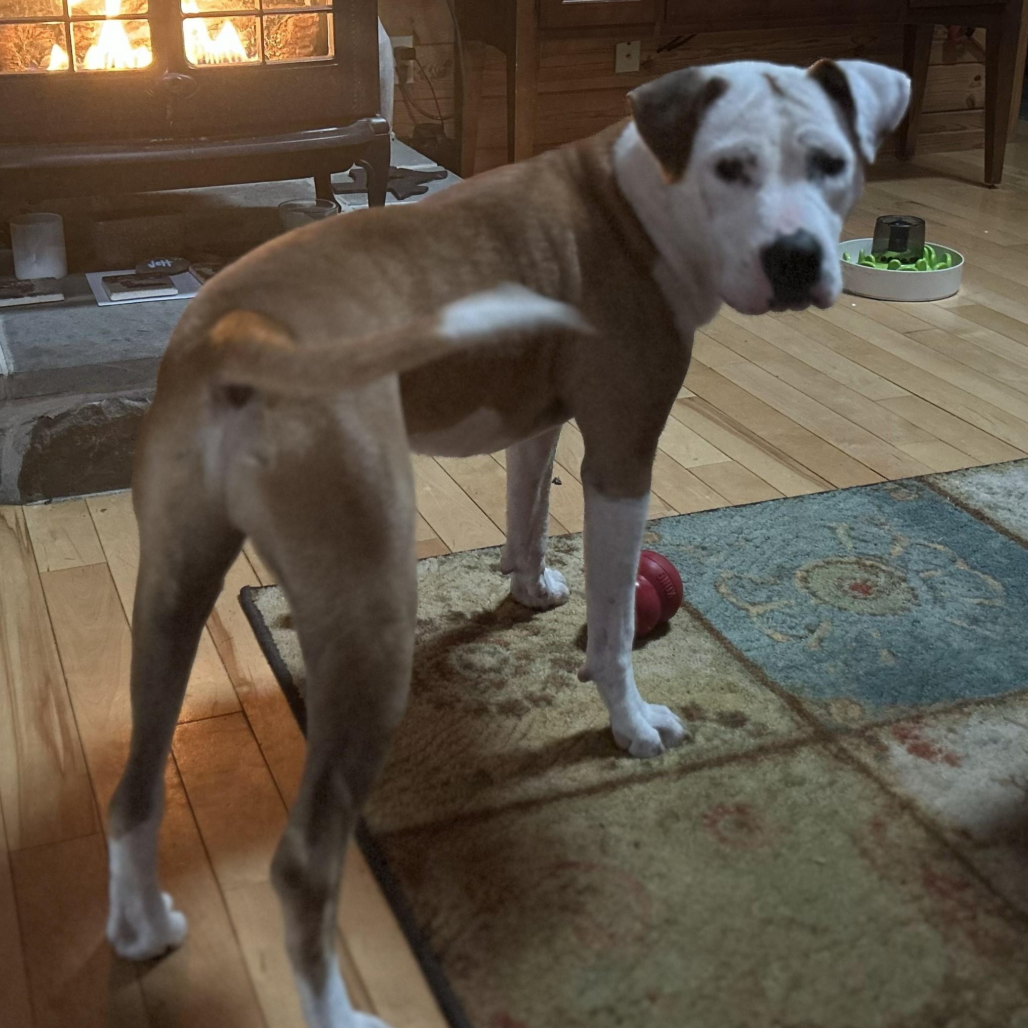 Beignet "benny" Is In thumbnail 2