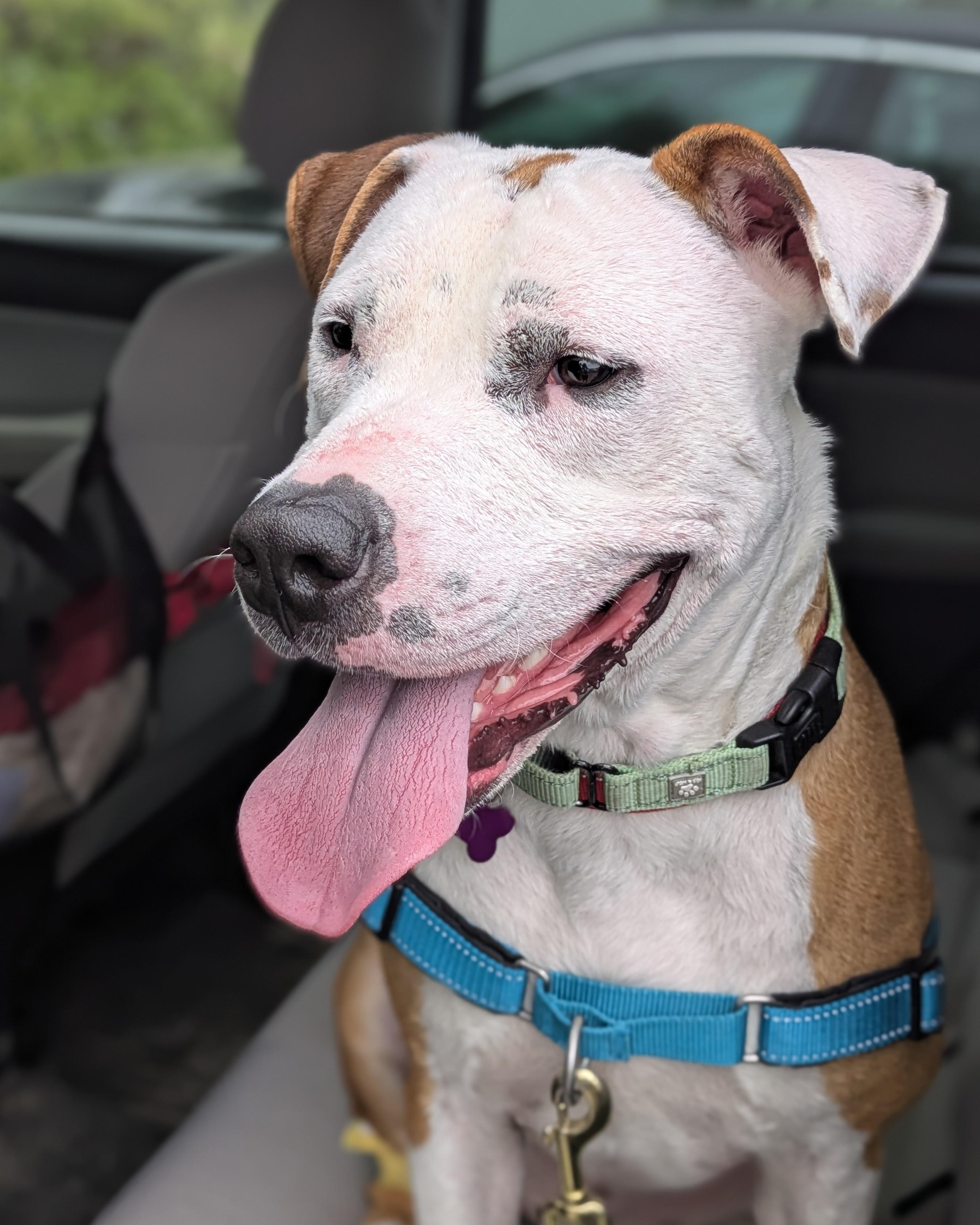 Beignet "Benny" is in Maine, a Adoptable mixed breed in Topsham, ME image 6/6