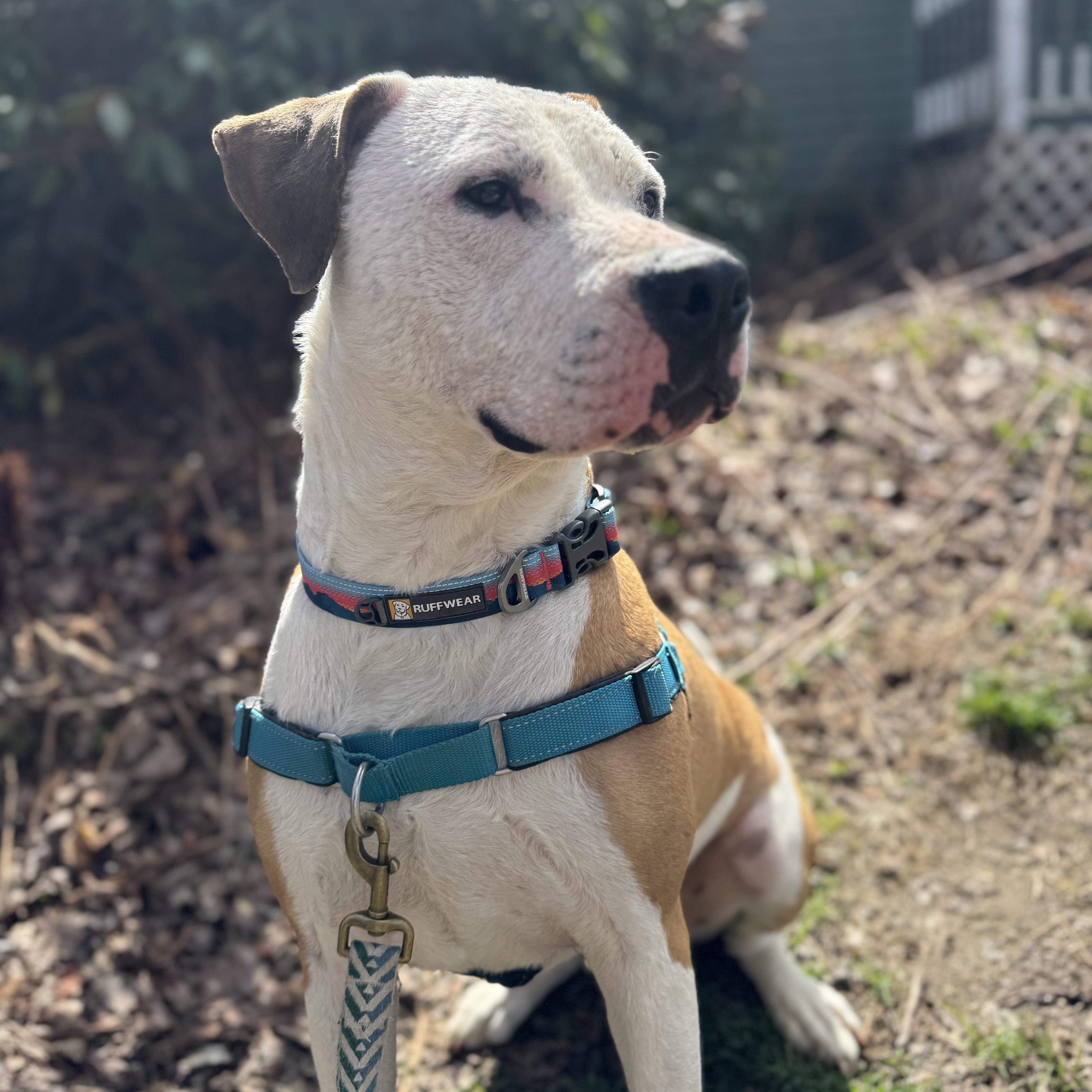 Benny is in Maine (fka Beignet), Adoptable, Adult Male Pit Bull Terrier & American Bulldog.
