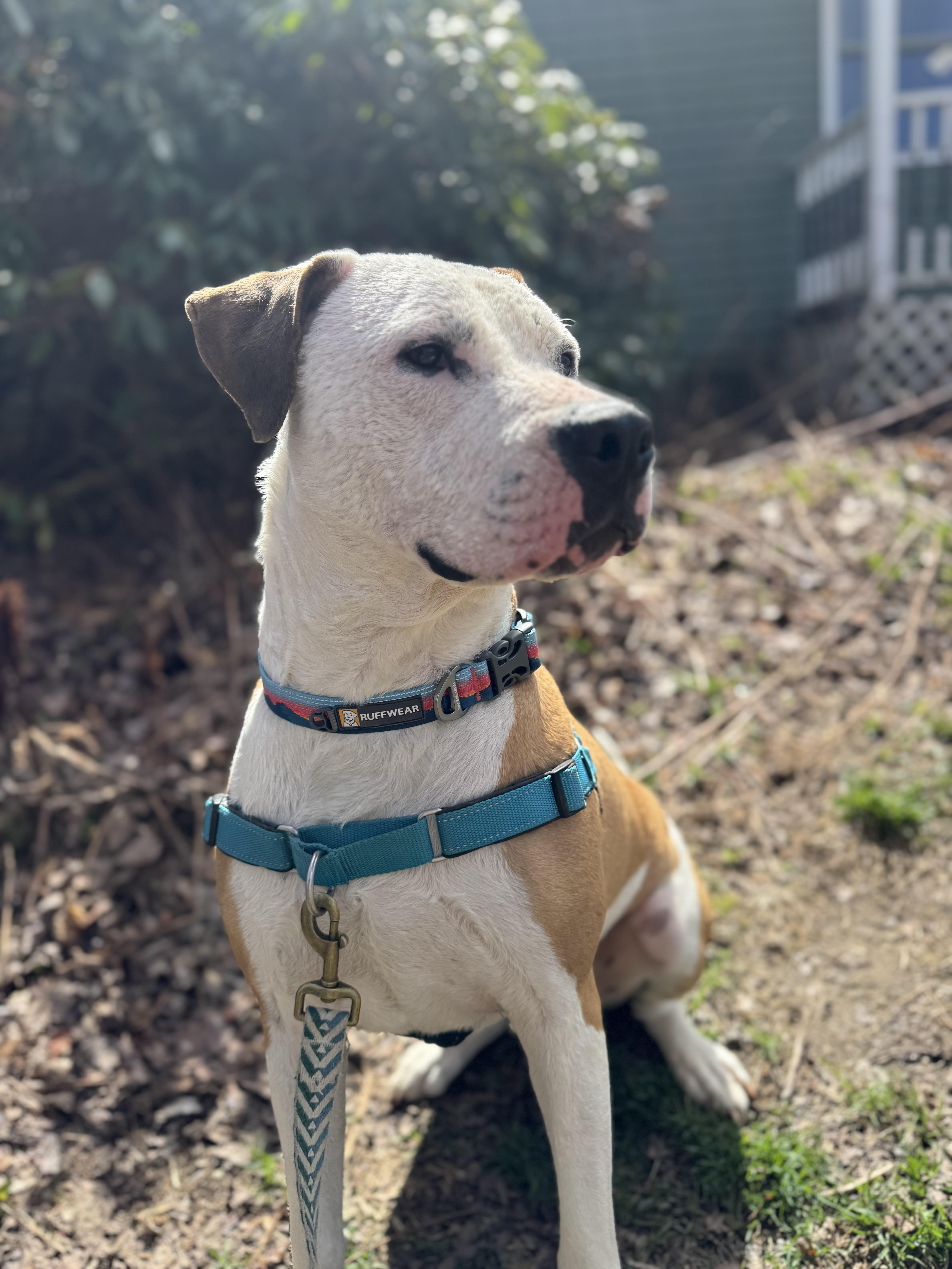 Enlarge Benny is in Maine (fka Beignet), a Adoptable mixed breed in Bar Harbor, ME image 2/6