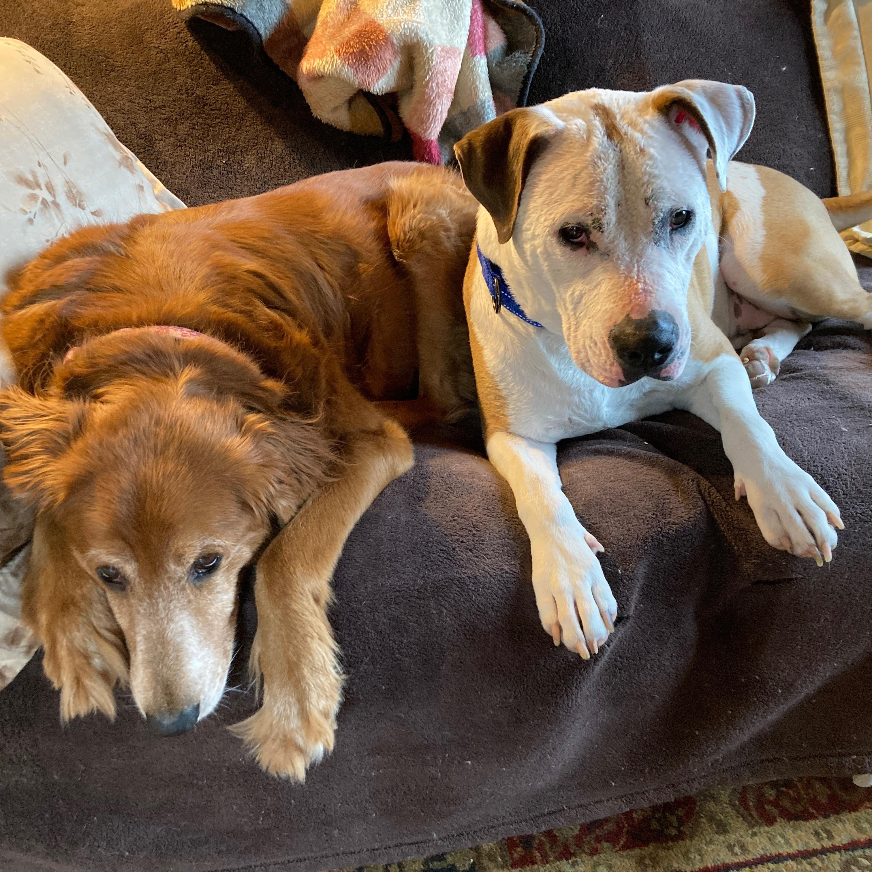 Enlarge Benny is in Maine (fka Beignet), a Adoptable mixed breed in Bar Harbor, ME image 4/6