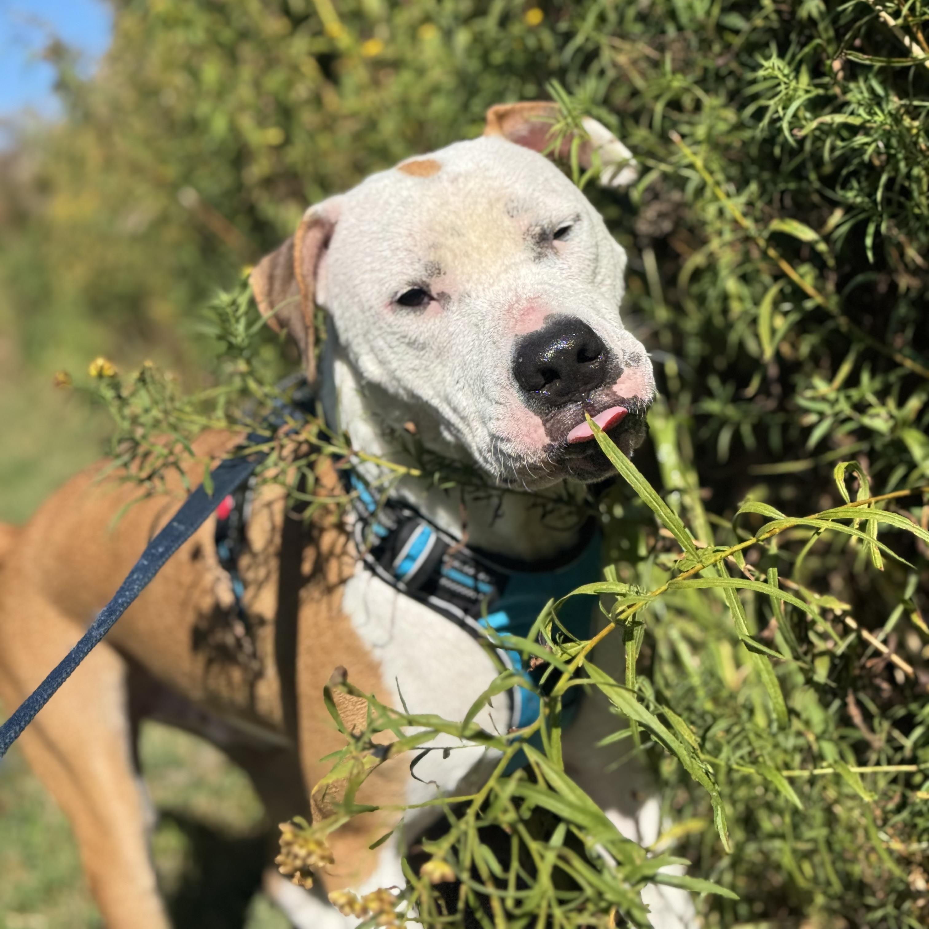 Beignet "Benny" is in Maine, Adoptable, Adult Male Terrier & American Bulldog.