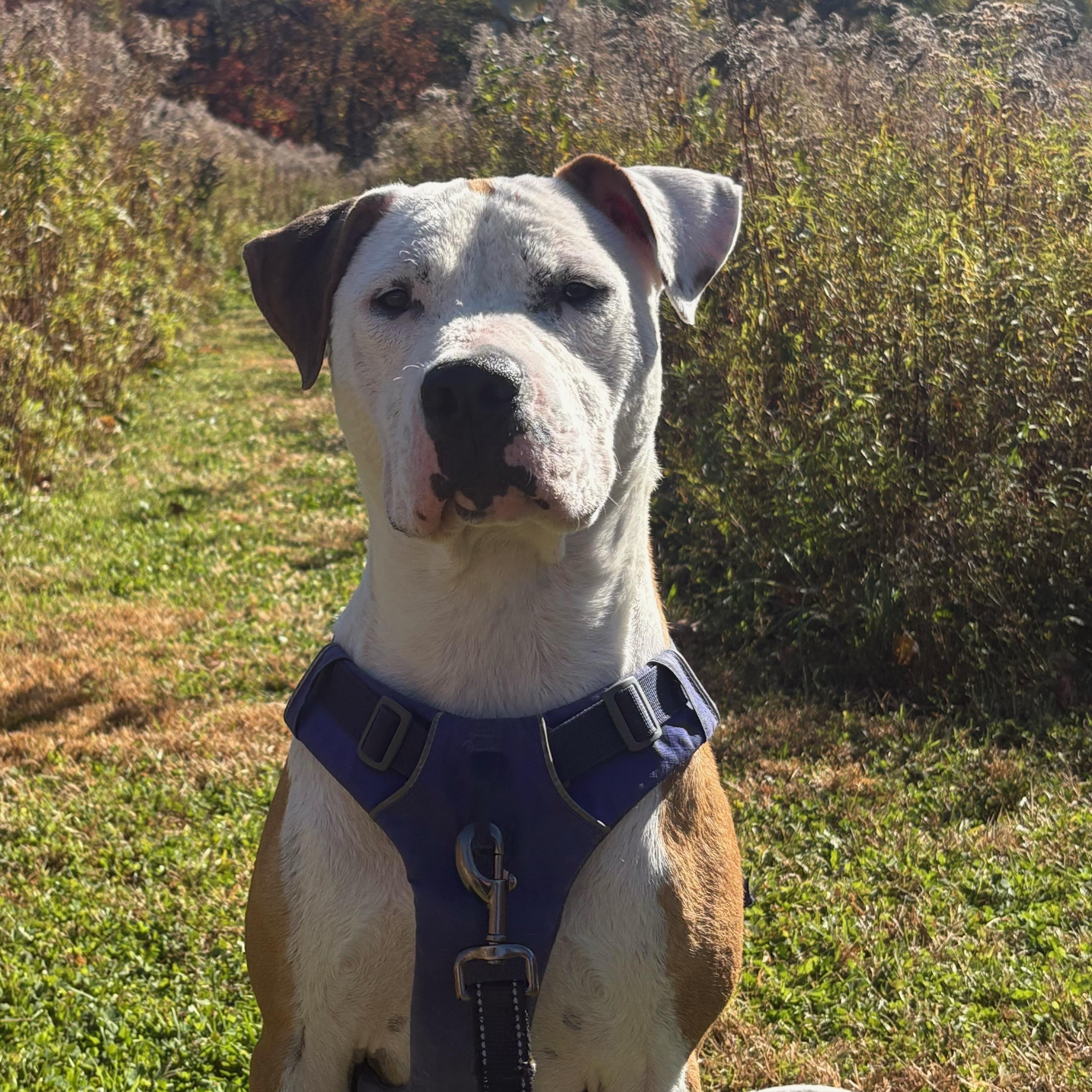 Beignet "Benny" is in Maine, Adoptable, Adult Male Terrier & American Bulldog.
