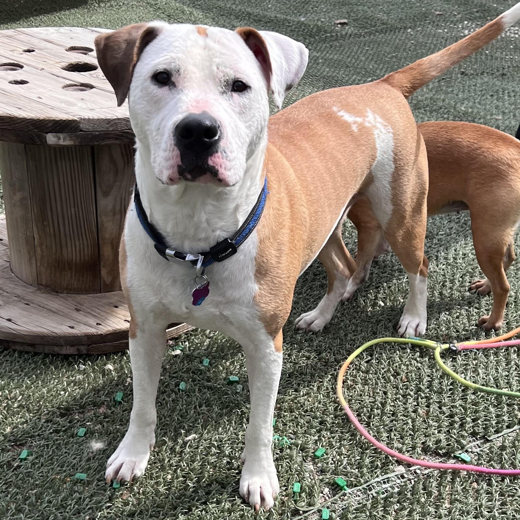 Enlarge Benny is in Maine (fka Beignet), a Adoptable mixed breed in Bar Harbor, ME image 1/6