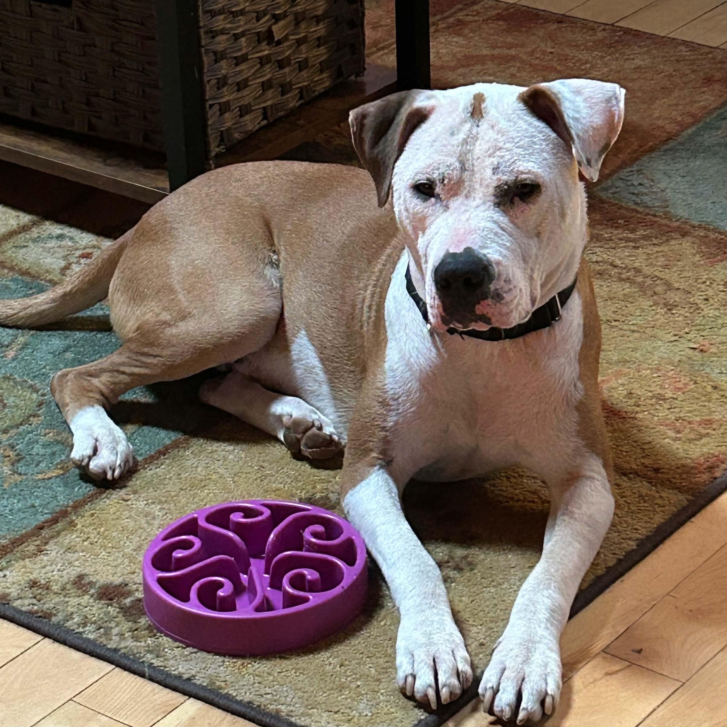 Beignet "Benny" is in Maine, a Adoptable mixed breed in Topsham, ME image 5/6