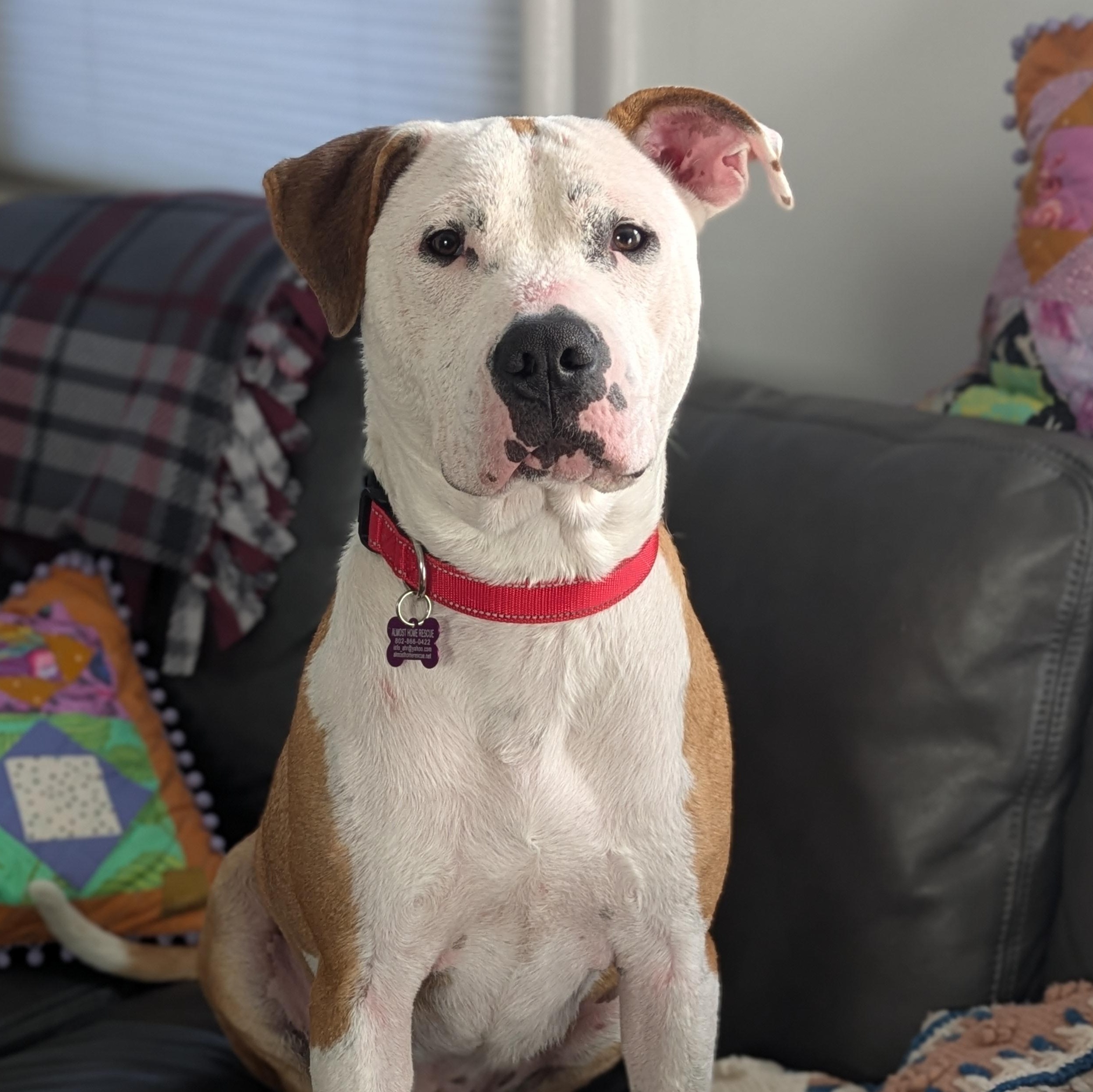 Beignet "Benny" is in Maine, Young Male unknown