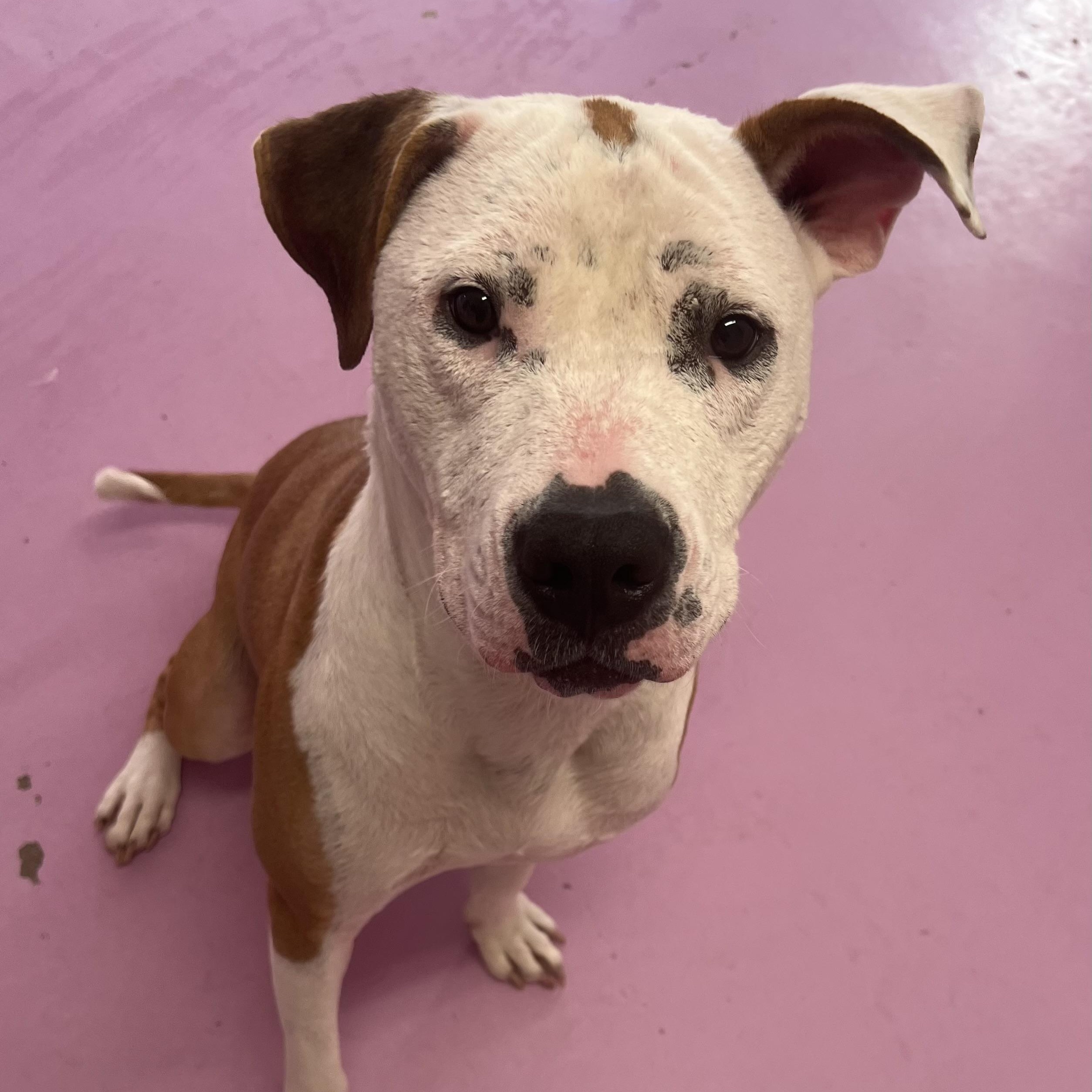 Beignet "Benny" is in Maine, a Adoptable mixed breed in Topsham, ME image 3/6