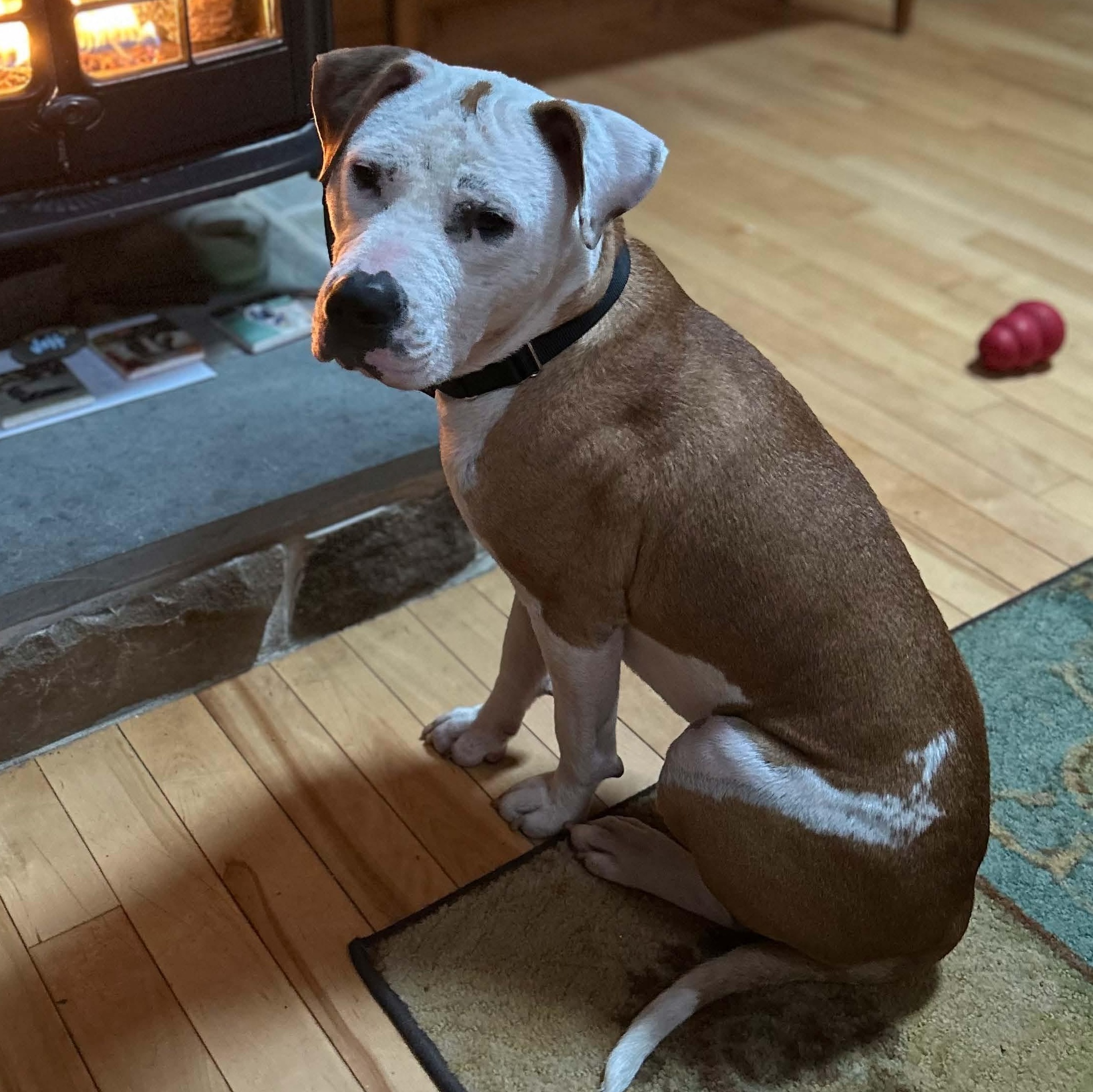 Beignet "Benny" is in Maine, Adoptable, Adult Male Terrier & American Bulldog.