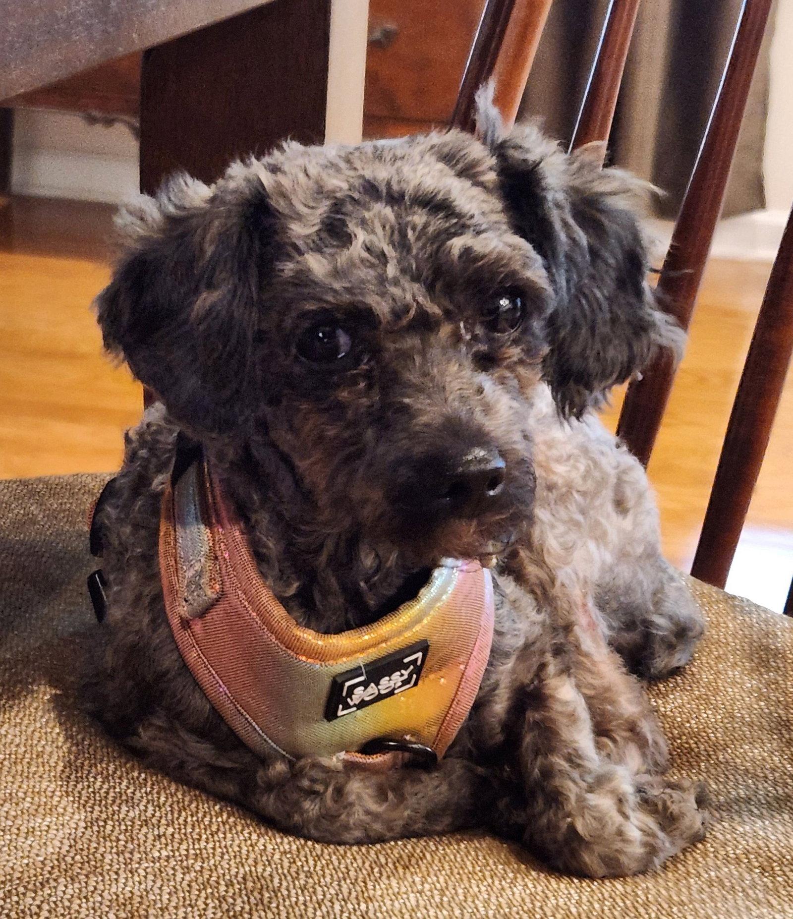 Enlarge Fanny, a Adoptable Poodle in Greenville, SC image 1/2