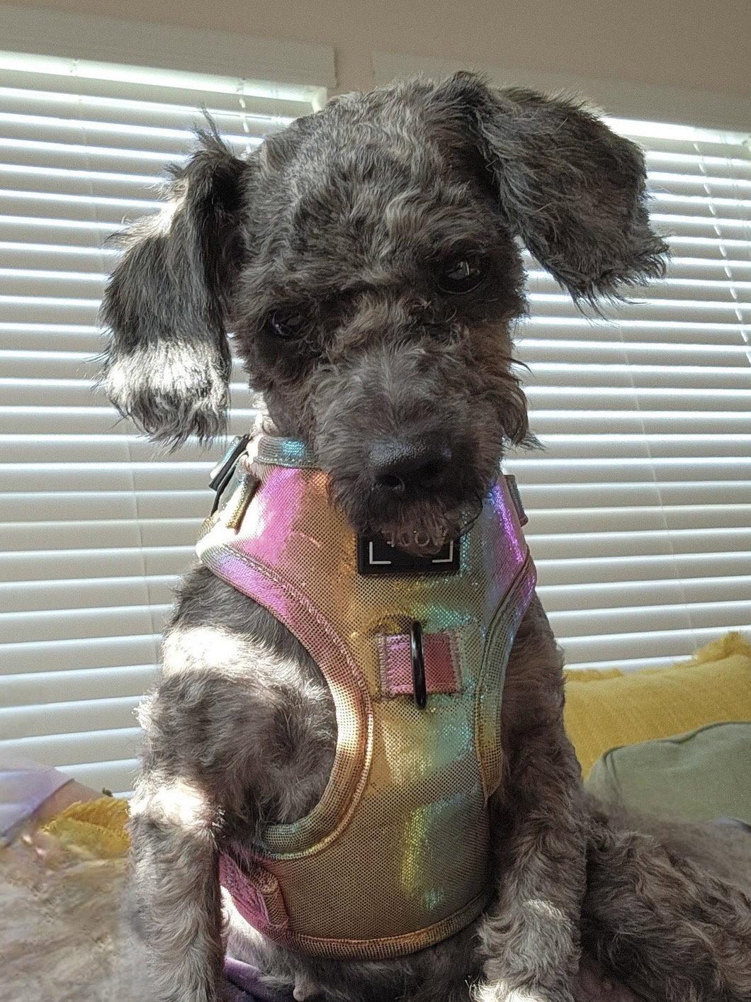 Enlarge Fanny, a Adoptable Poodle in Greenville, SC image 2/2