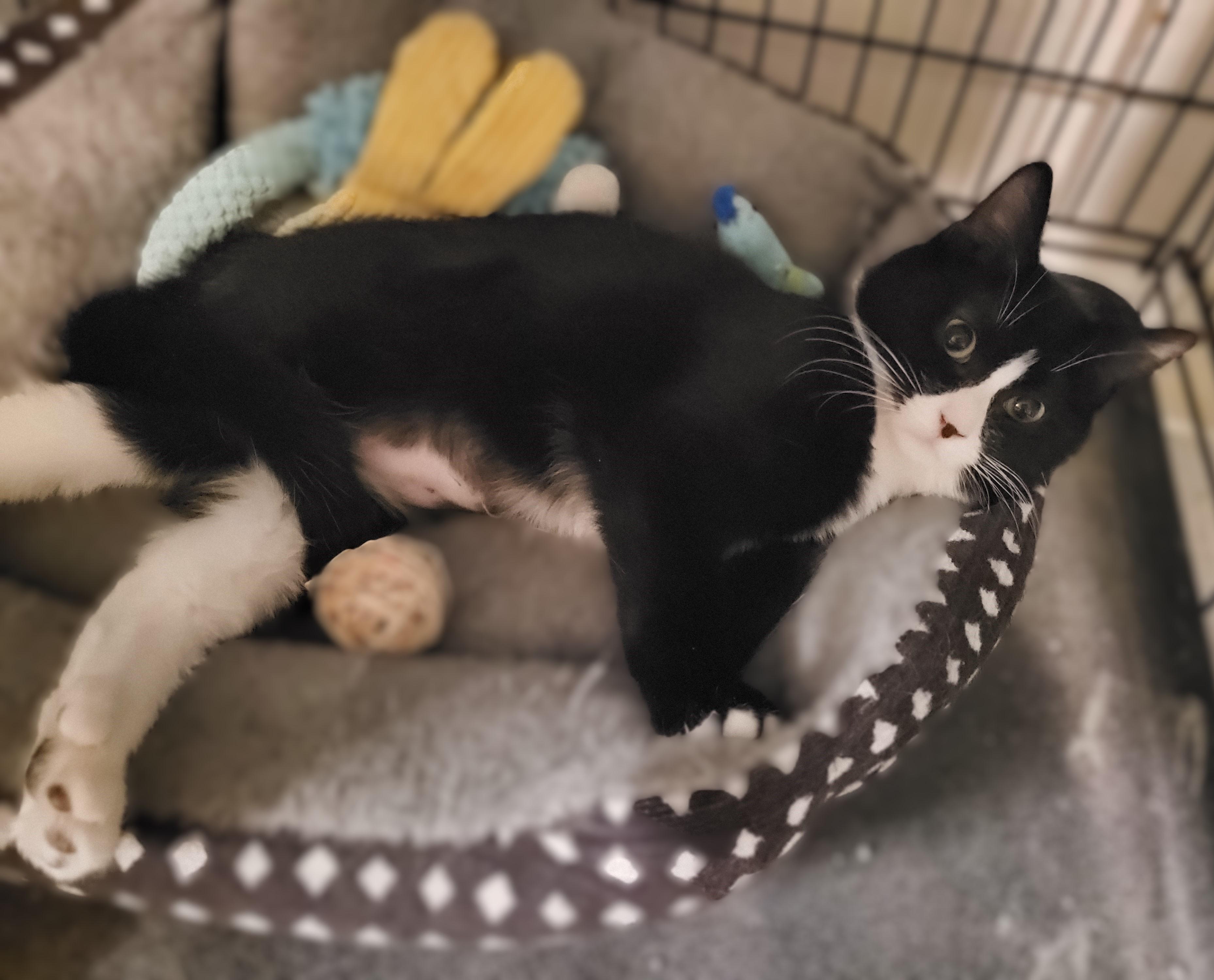 Hurricane Irene, ADOPTABLE, Kitten Female Tuxedo.