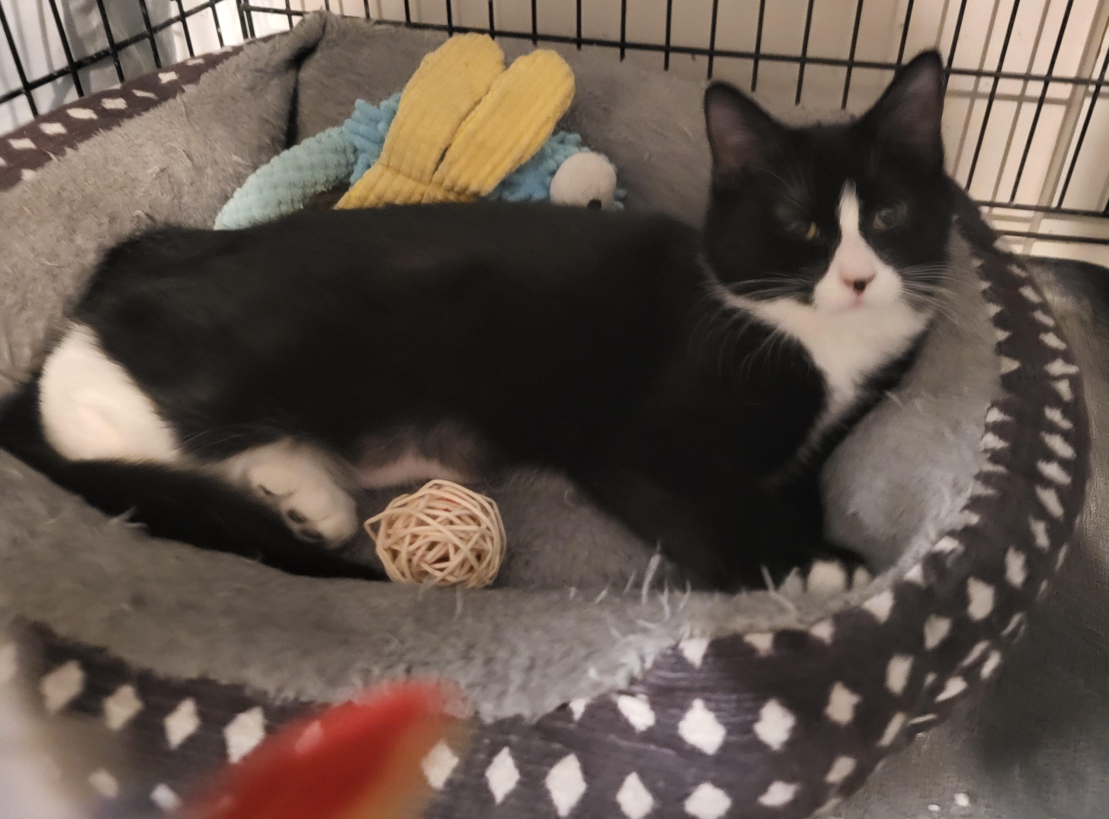 Enlarge Hurricane Irene, a ADOPTABLE mixed breed in Bennington, VT image 2/2