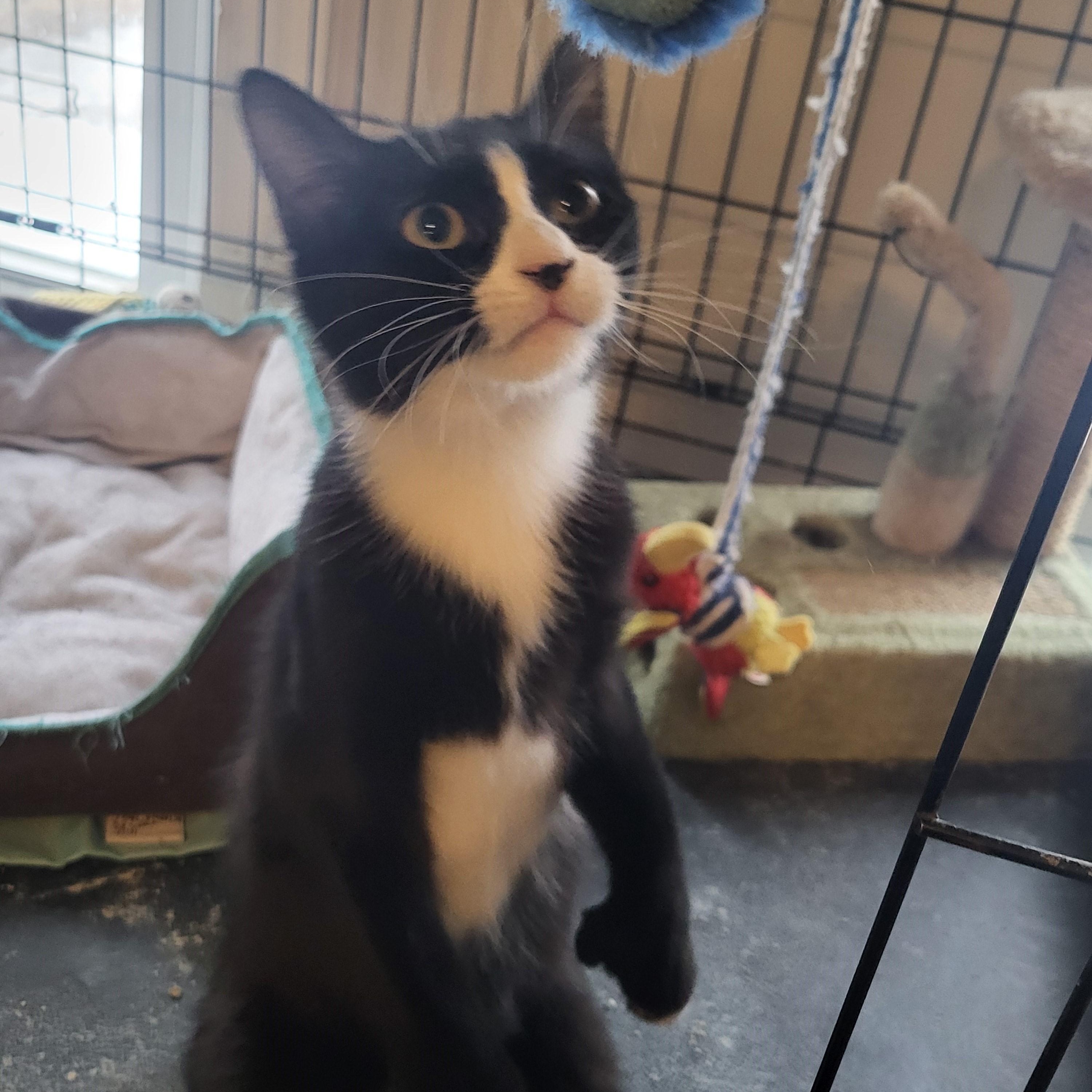 Enlarge Hurricane Irene, a ADOPTABLE mixed breed in Bennington, VT image 1/4