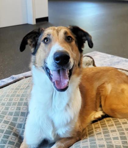Jude, Adoptable, Young Male Collie & Mixed Breed.