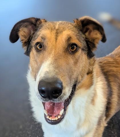 Enlarge Jude, a Adoptable mixed breed in Portola, CA image 2/2