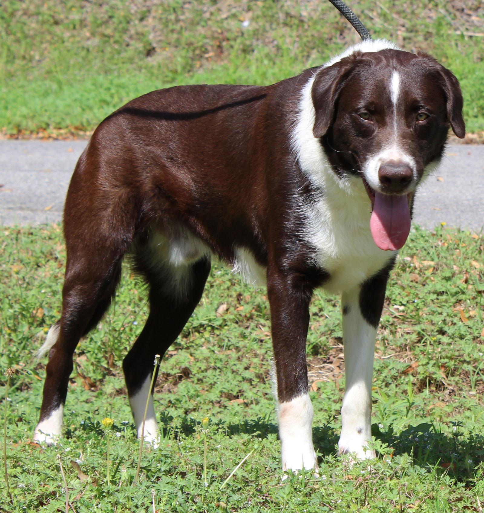 Red 43277, Adoptable, Young Male Retriever & Border Collie.