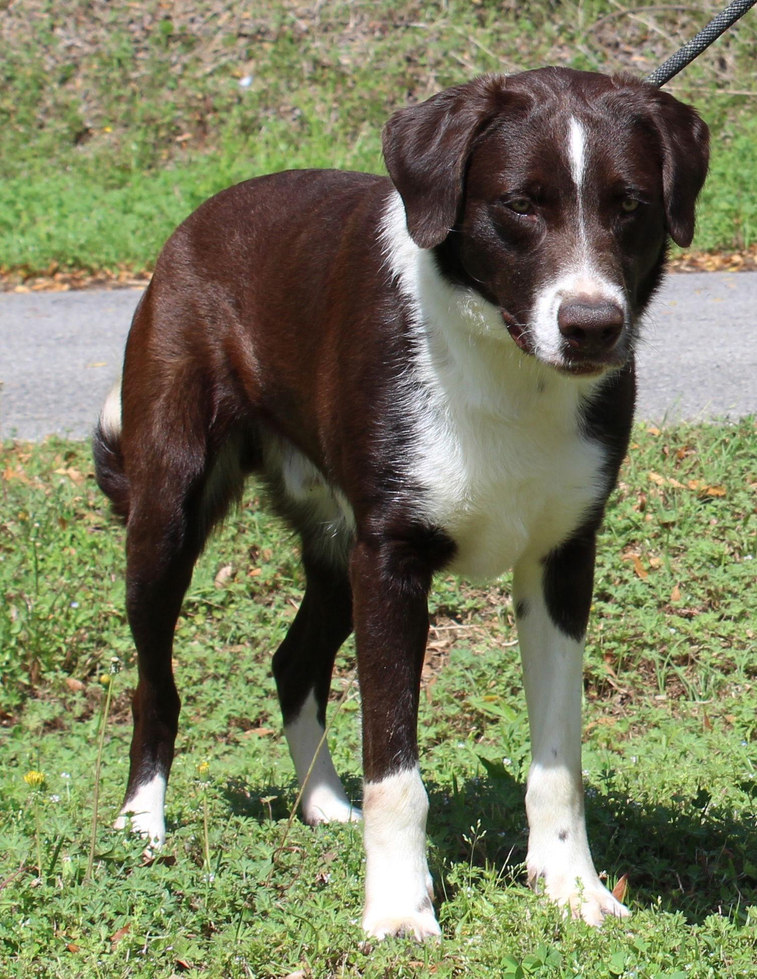 Red 43277, a Adoptable mixed breed in Prattville, AL image 2/3