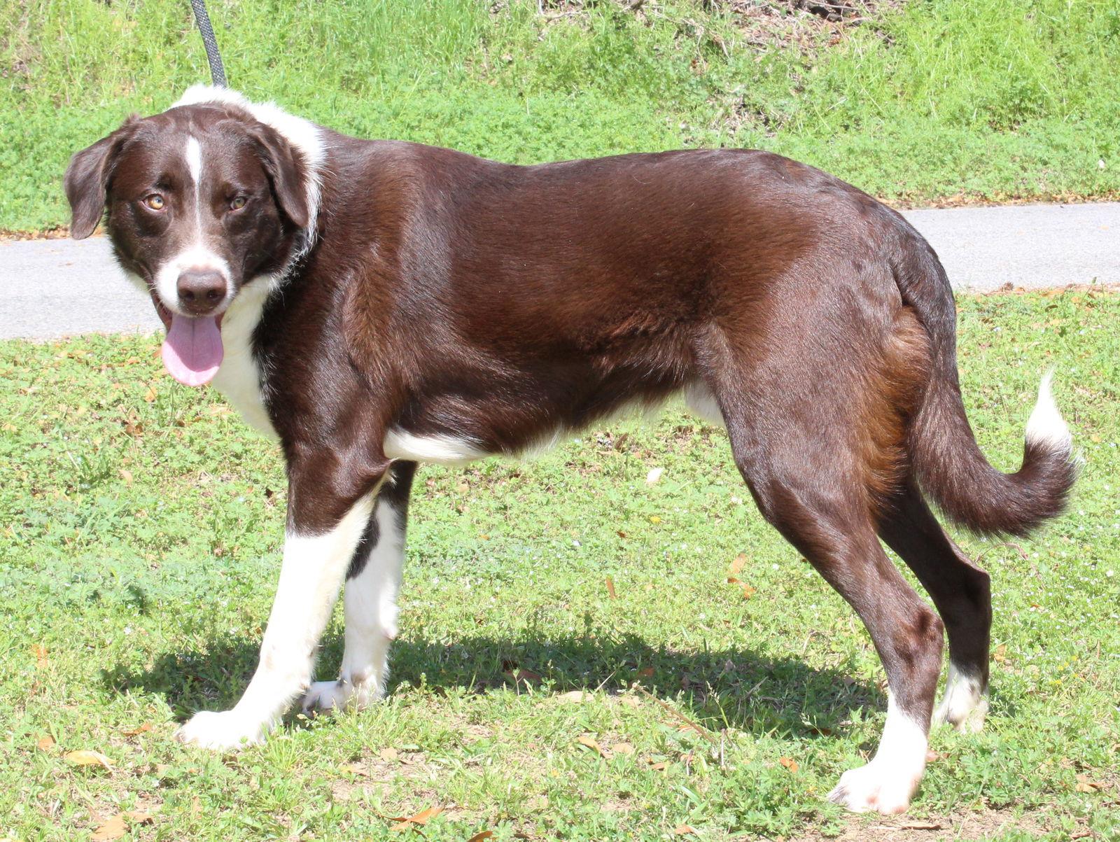 Red 43277, a Adoptable mixed breed in Prattville, AL image 3/3