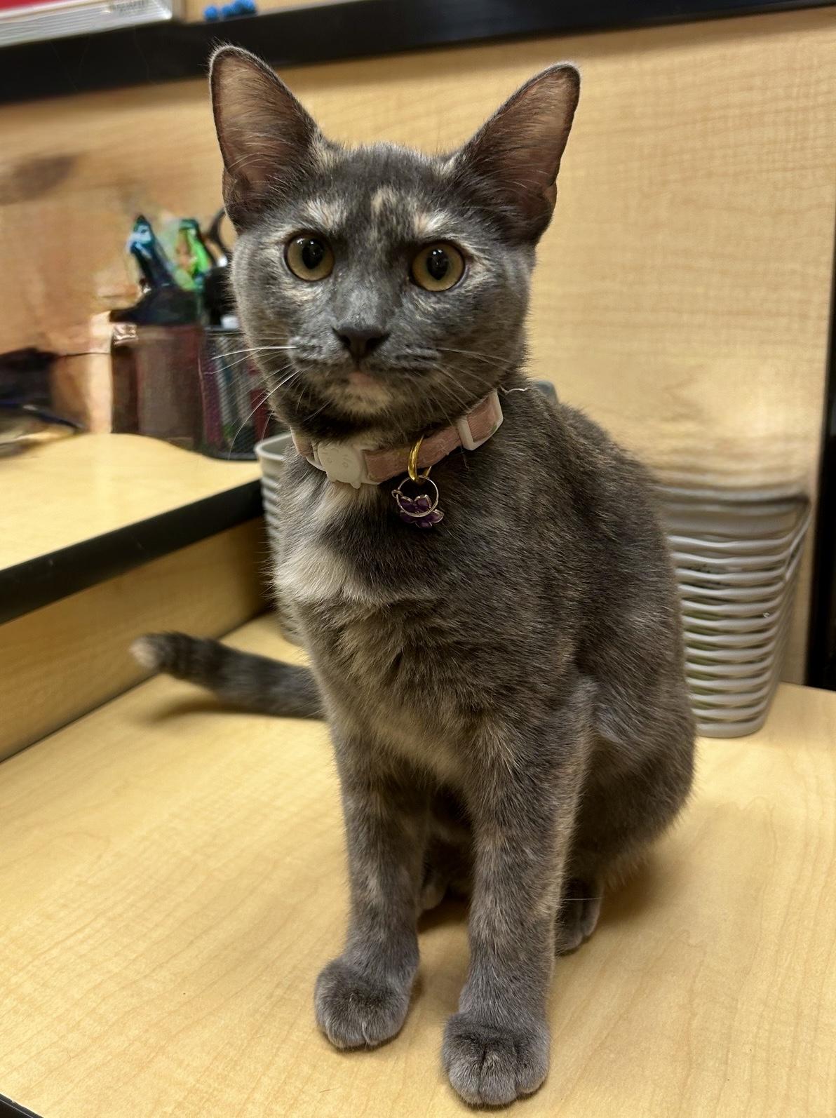 Enlarge Chani, a Adoptable Domestic Short Hair in Austin, TX image 2/6
