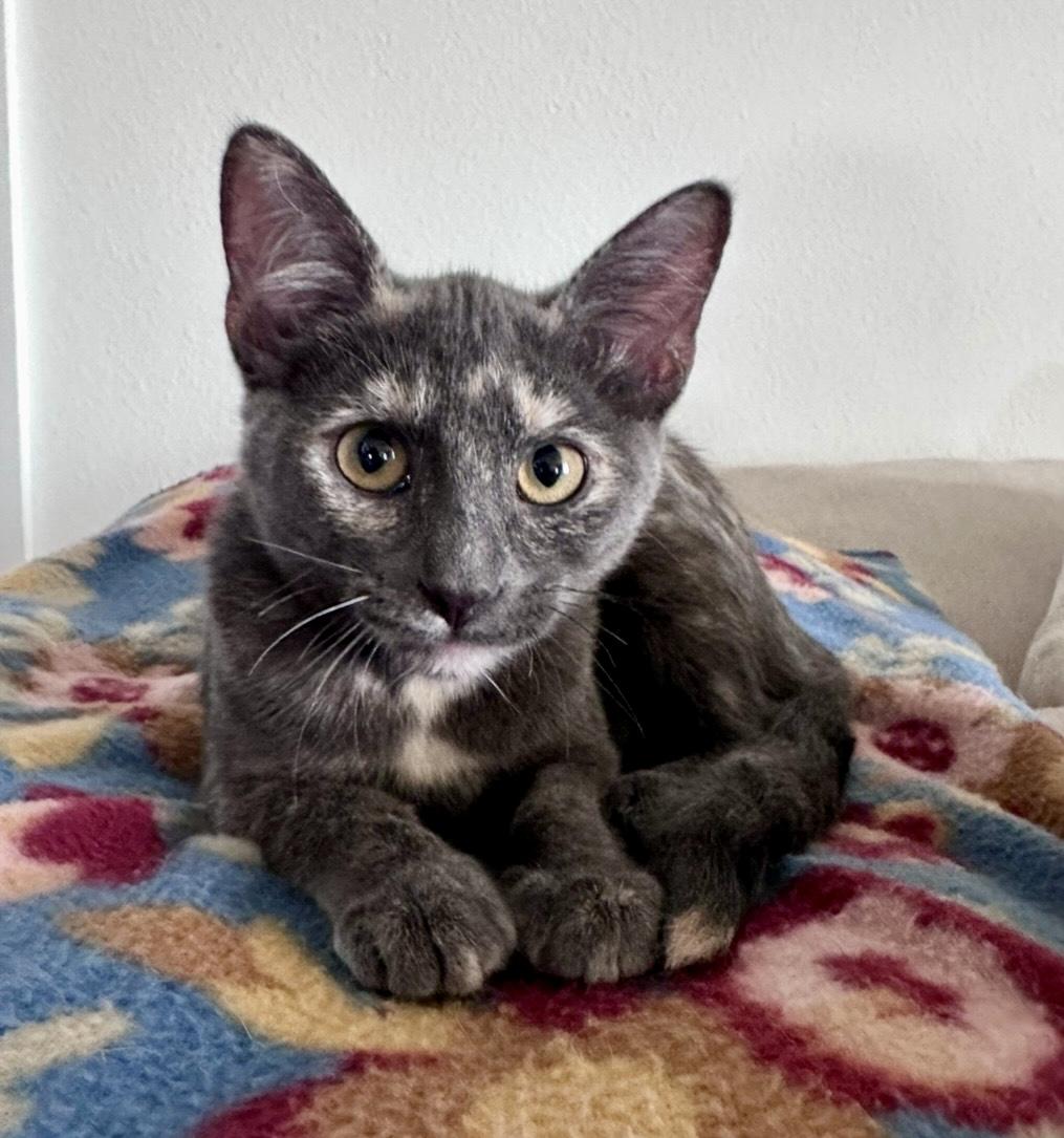 Enlarge Chani, a Adoptable Domestic Short Hair in Austin, TX image 4/6