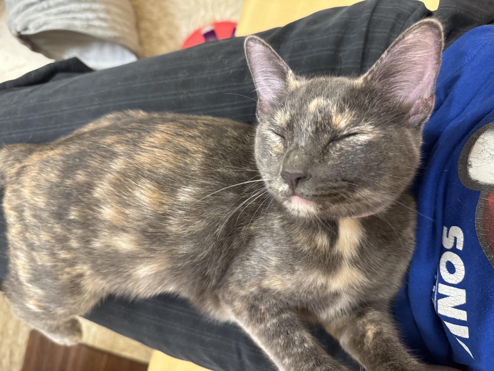 Enlarge Chani, a Adoptable Domestic Short Hair in Austin, TX image 5/6