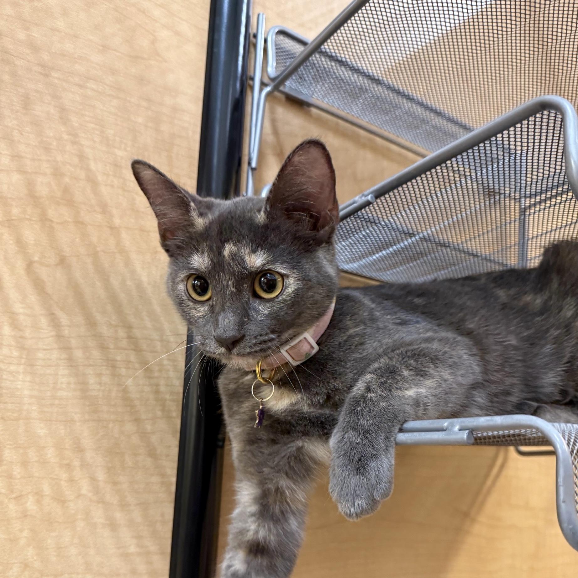 Enlarge Chani, a Adoptable Domestic Short Hair in Austin, TX image 1/6