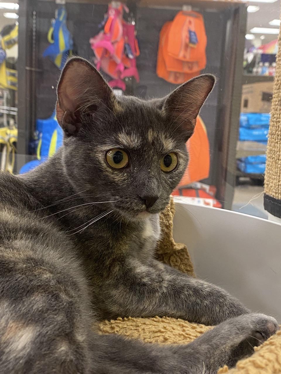 Enlarge Chani, a Adoptable Domestic Short Hair in Austin, TX image 6/6