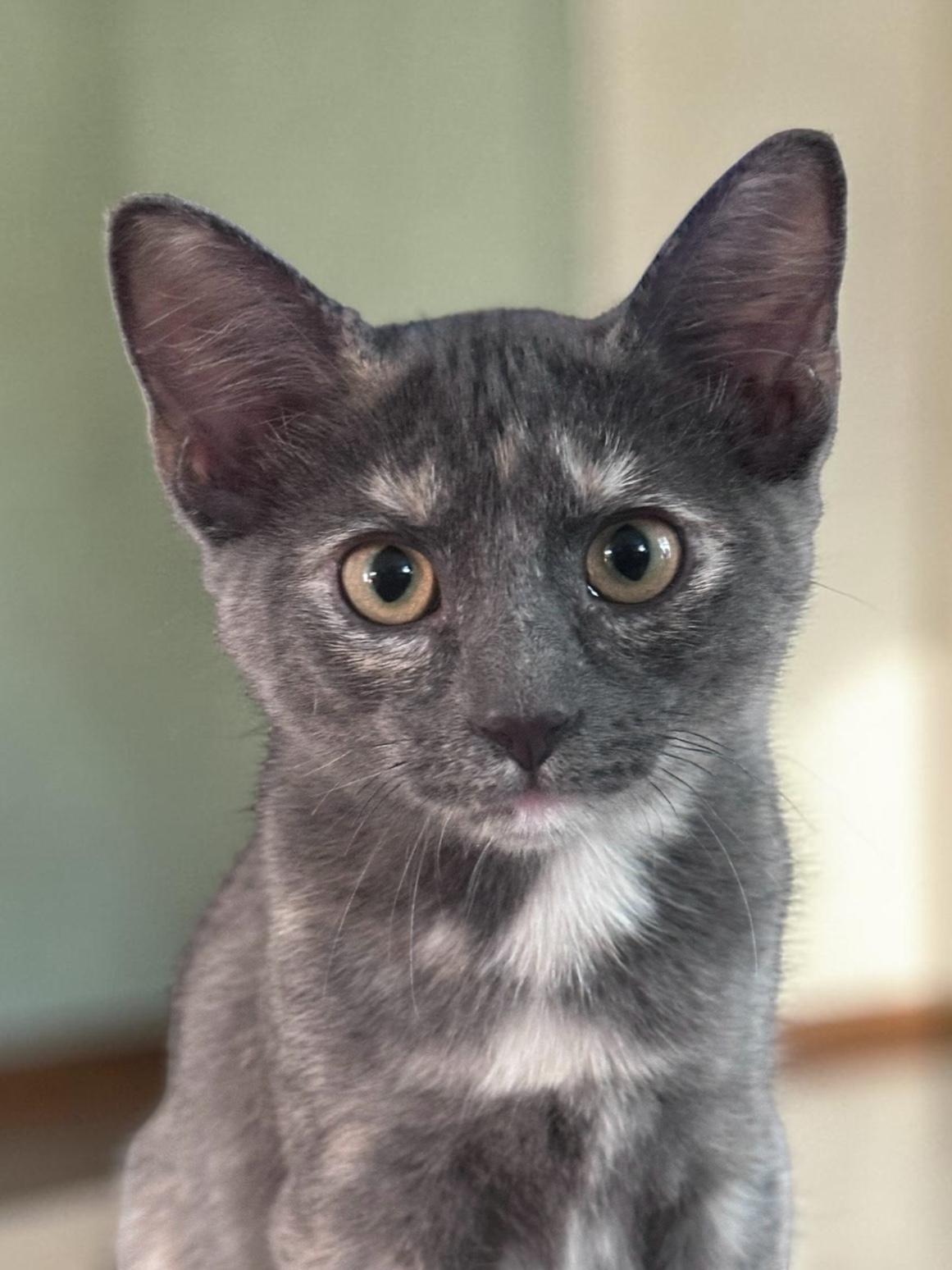 Enlarge Chani, a Adoptable Domestic Short Hair in Austin, TX image 3/6