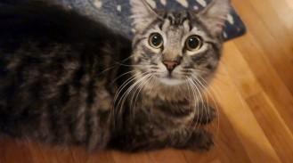 Enlarge SIMON & PEGGY SUE, an adoptable mixed breed in Warwick , RI image 6/6