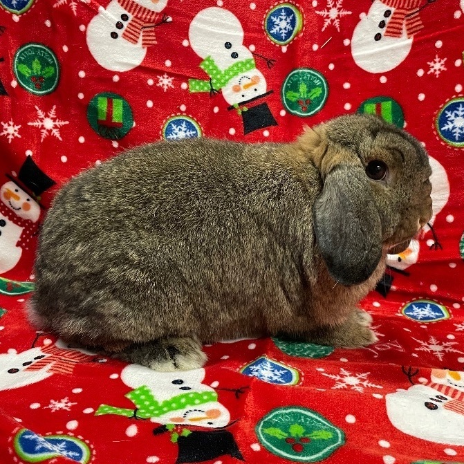 Veto, Adoptable, Adult Male Lop Eared.