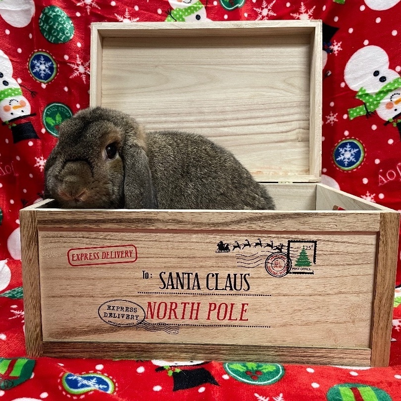 Veto, a Adoptable Lop Eared in Indianapolis, IN image 2/16