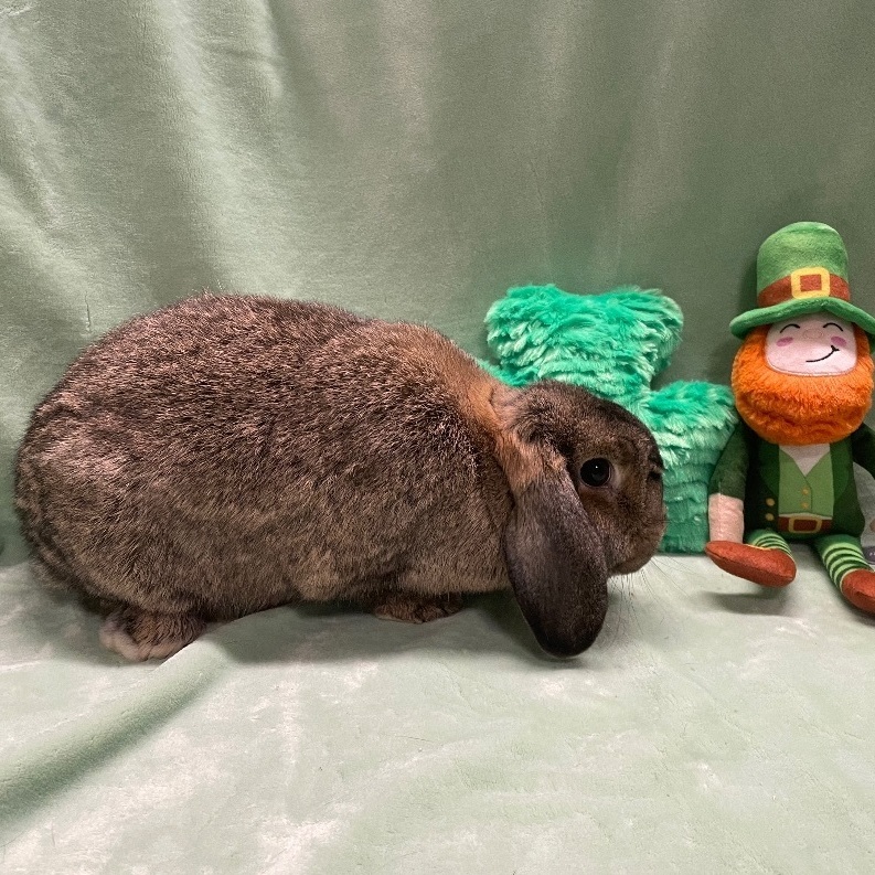 Veto, a Adoptable Lop Eared in Indianapolis, IN image 3/16