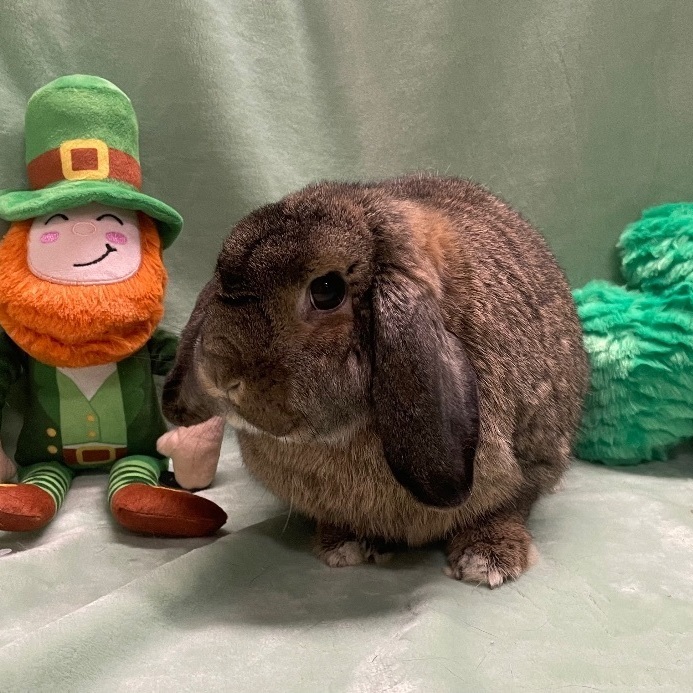Veto, a Adoptable Lop Eared in Indianapolis, IN image 4/16