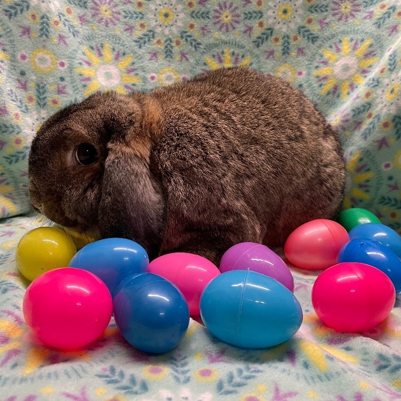 Veto, a Adoptable Lop Eared in Indianapolis, IN image 6/16