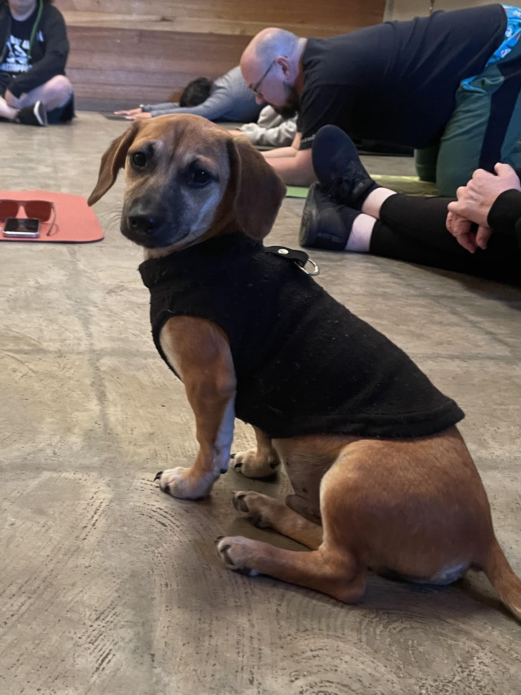 Enlarge Hashbrown, a Adopted Dachshund in Levittown, NY image 3/4