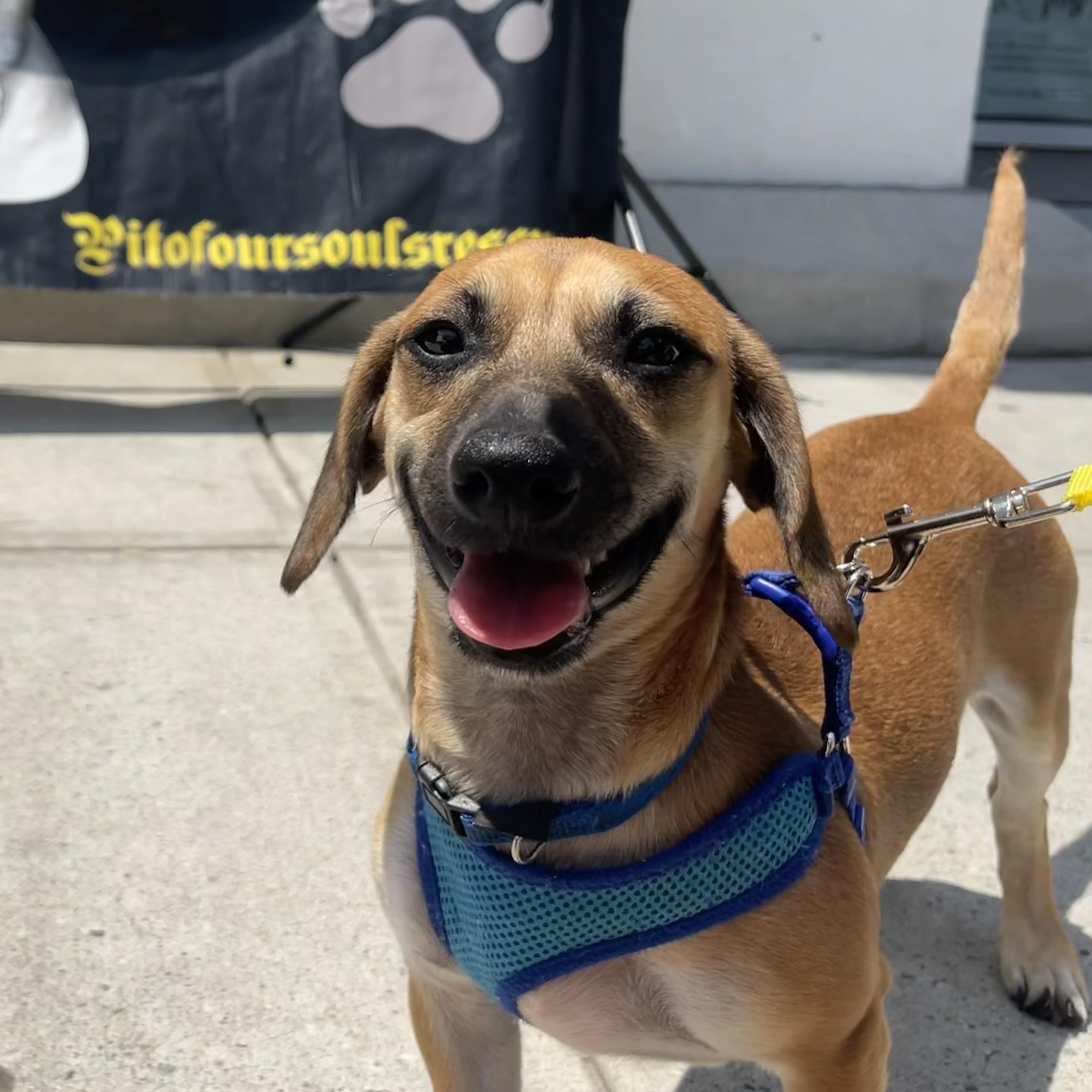 Hashbrown, Adopted, Young Male Dachshund.