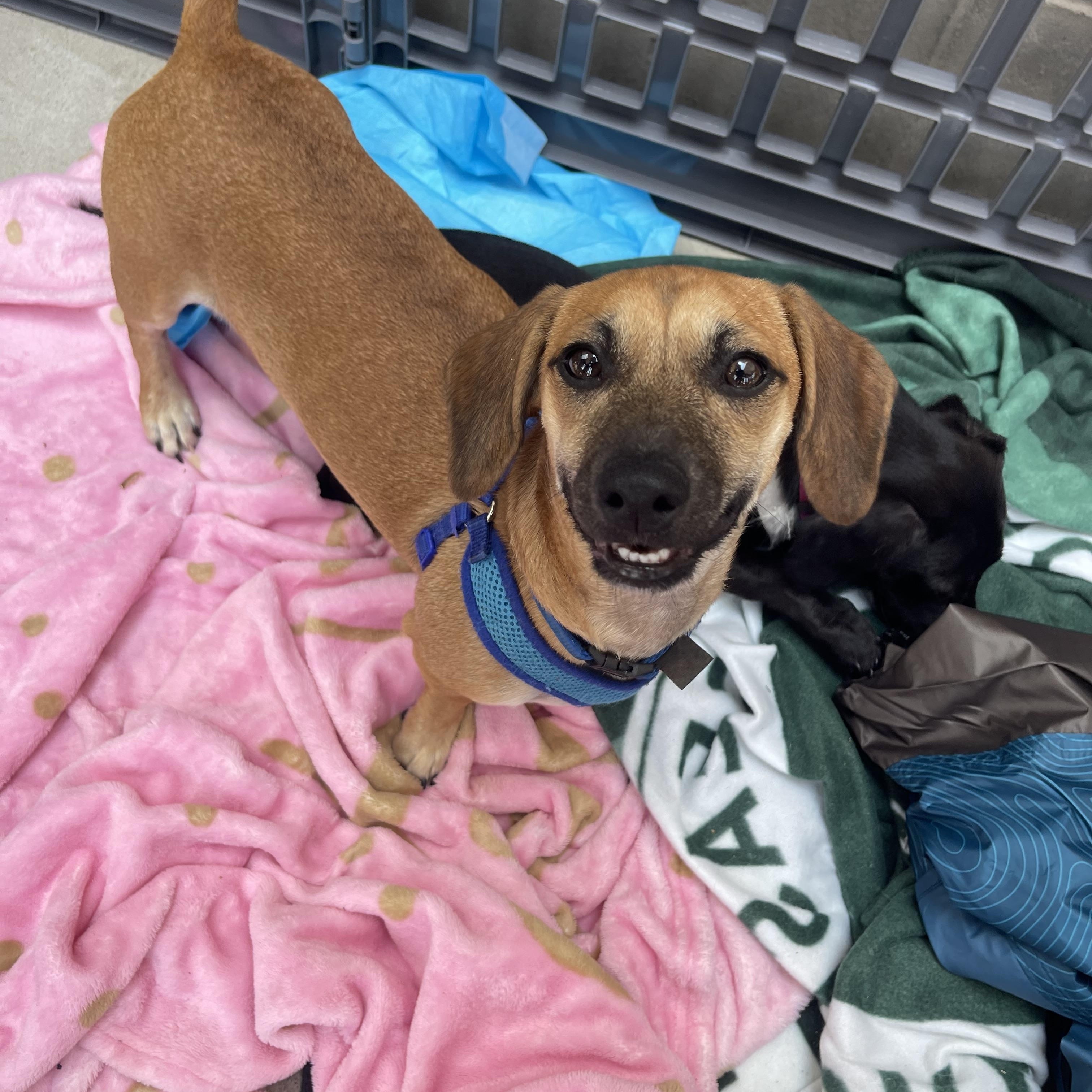 Enlarge Hashbrown, a Adopted Dachshund in Levittown, NY image 4/4