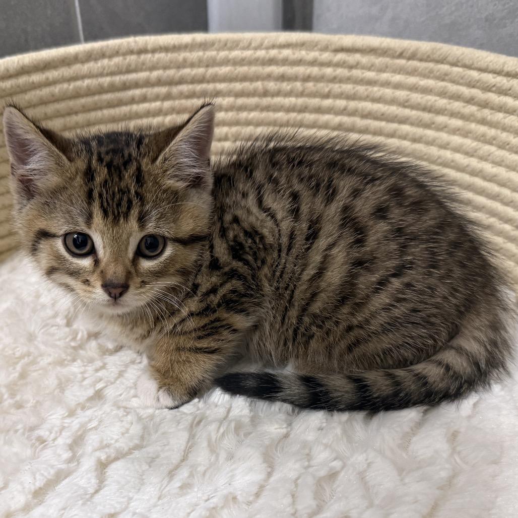 Beau (RW#4), Adoptable, Kitten Male Domestic Short Hair.