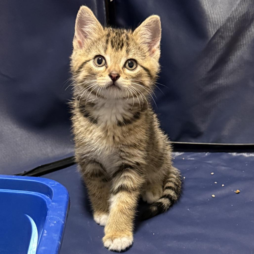 Enlarge Beau (RW#4), a Adoptable Domestic Short Hair in Flower Mound, TX image 2/6