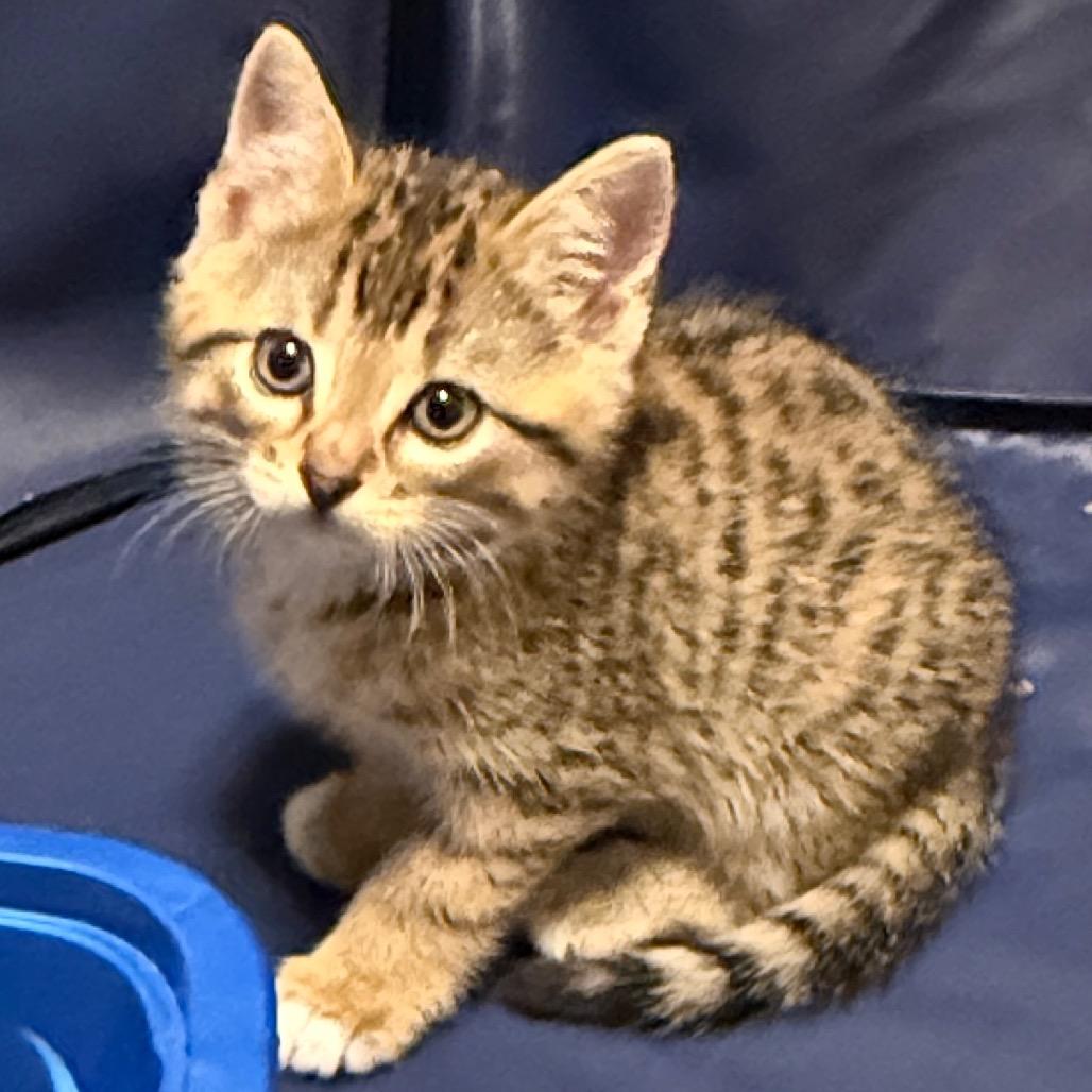 Enlarge Beau (RW#4), a Adoptable Domestic Short Hair in Flower Mound, TX image 3/6