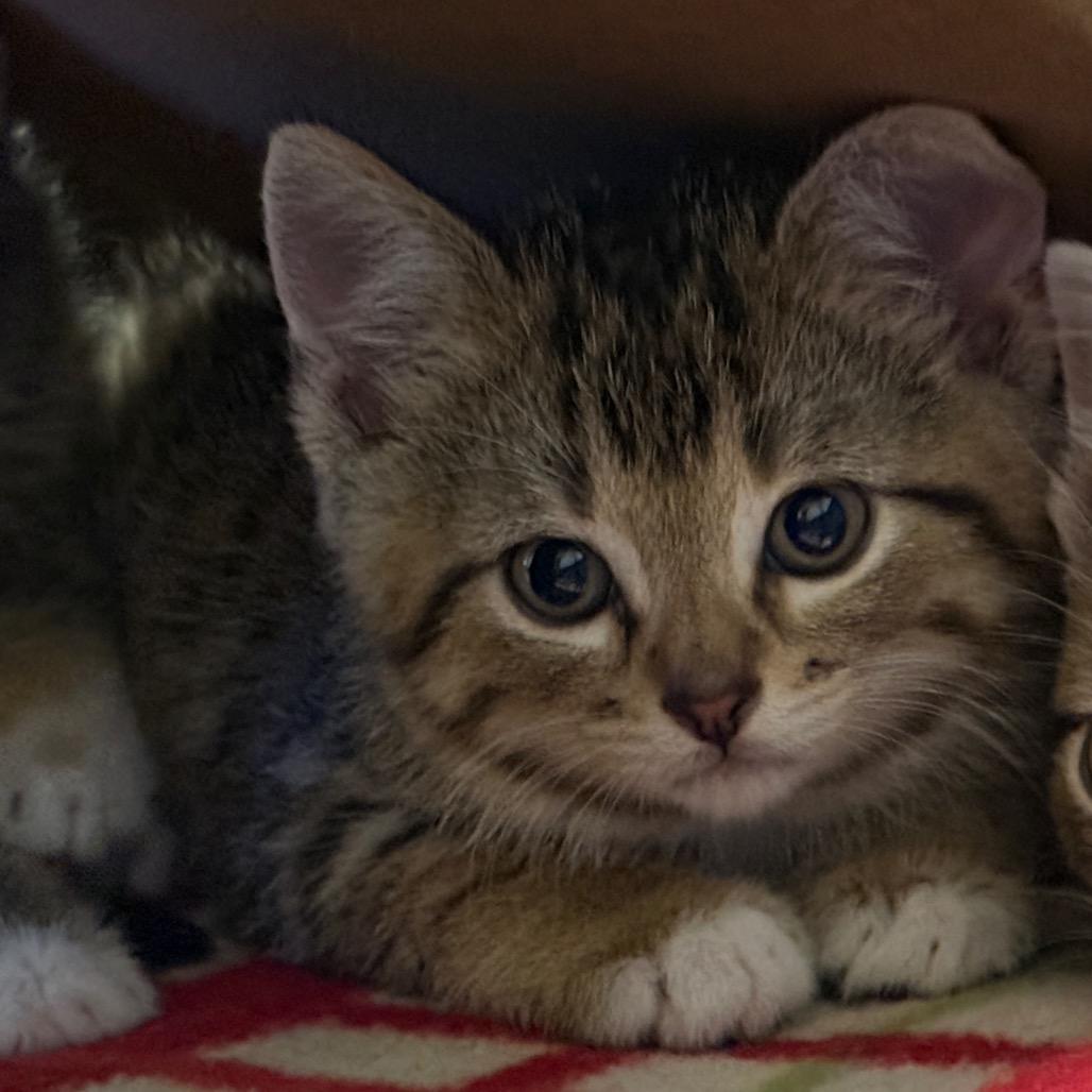 Enlarge Beau (RW#4), a Adoptable Domestic Short Hair in Flower Mound, TX image 4/6