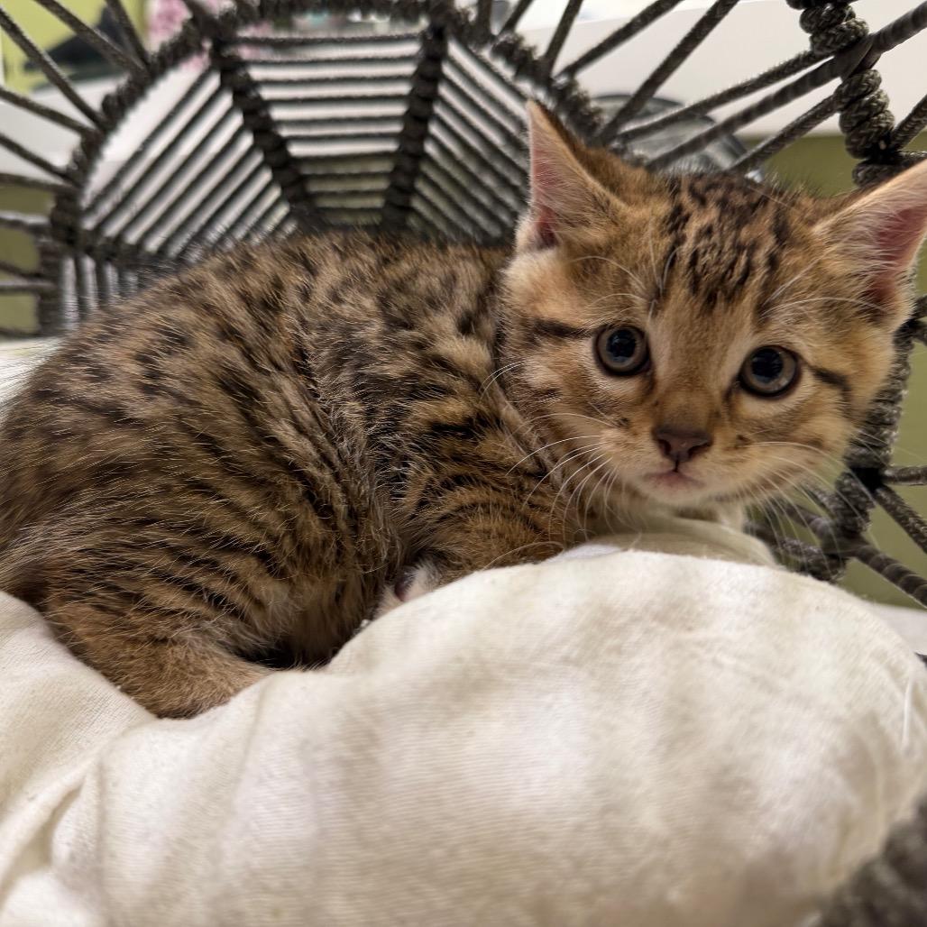 Enlarge Beau (RW#4), a Adoptable Domestic Short Hair in Flower Mound, TX image 6/6