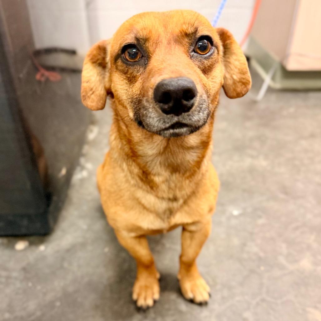 Peanut, Adoptable, Adult Male Mixed Breed.
