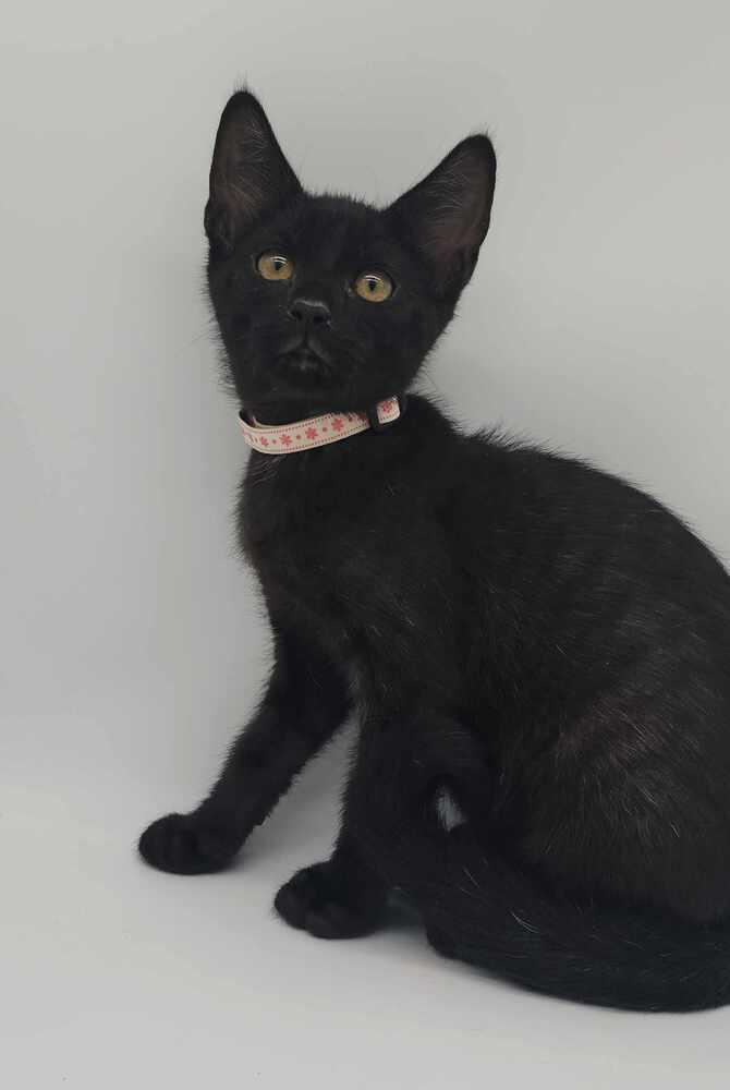 Enlarge Pasasana, a Adoptable Domestic Short Hair in Muskegon, MI image 1/1