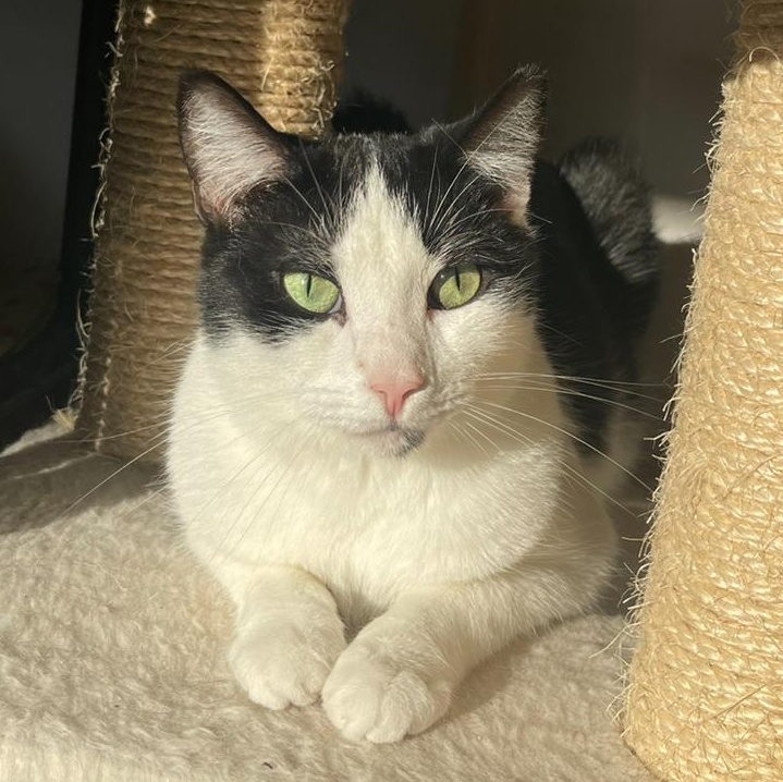 Tiny Tina, Adoptable, Adult Female Tuxedo.