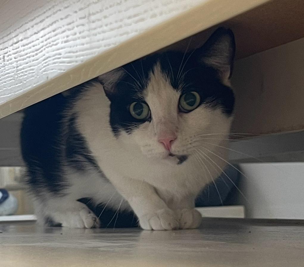 Enlarge Tiny Tina, a Adoptable Tuxedo in Indiana, PA image 5/5