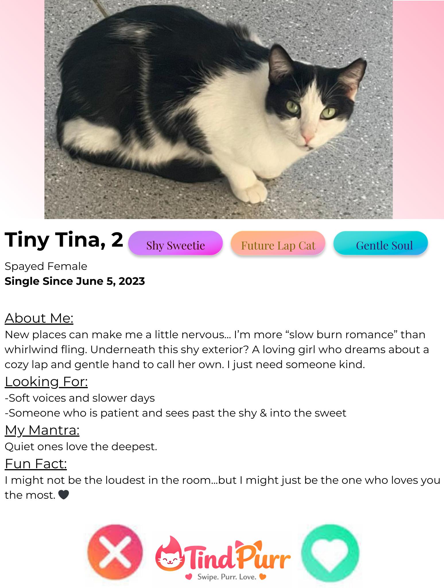 Enlarge Tiny Tina, a Adoptable Tuxedo in Indiana, PA image 2/5