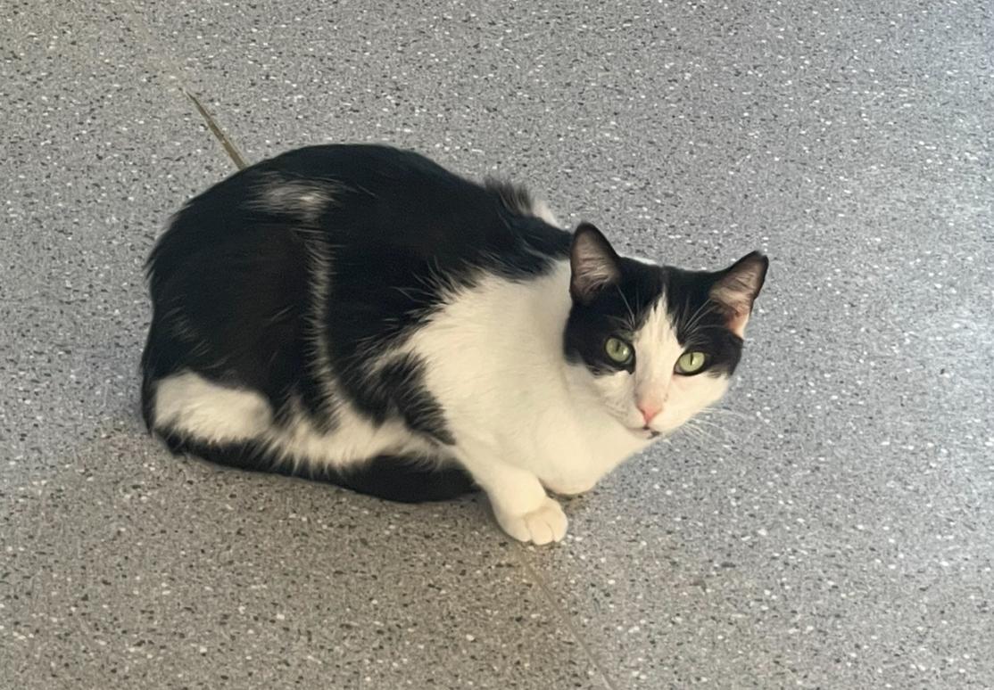 Enlarge Tiny Tina, a Adoptable Tuxedo in Indiana, PA image 4/5